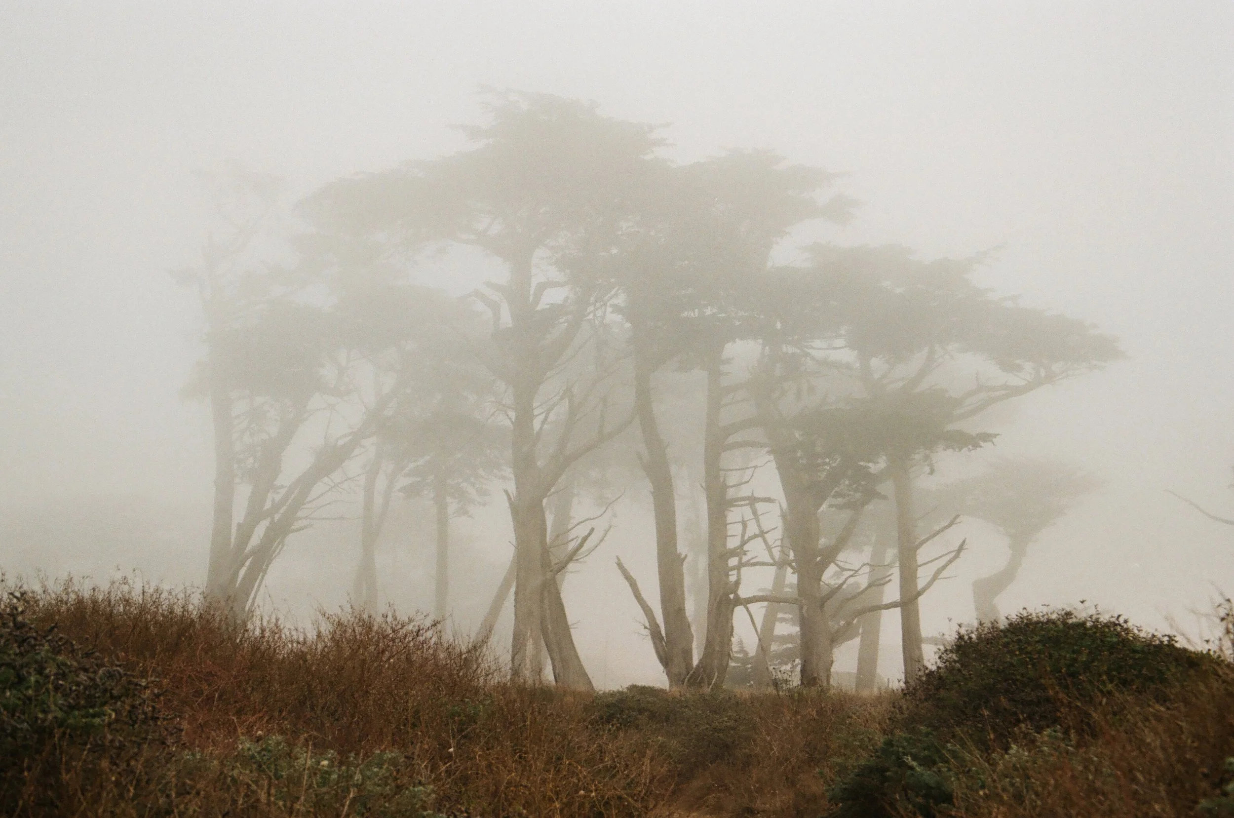 A foggy landscape with tall, sparse trees and dry brown shrubs in the foreground.