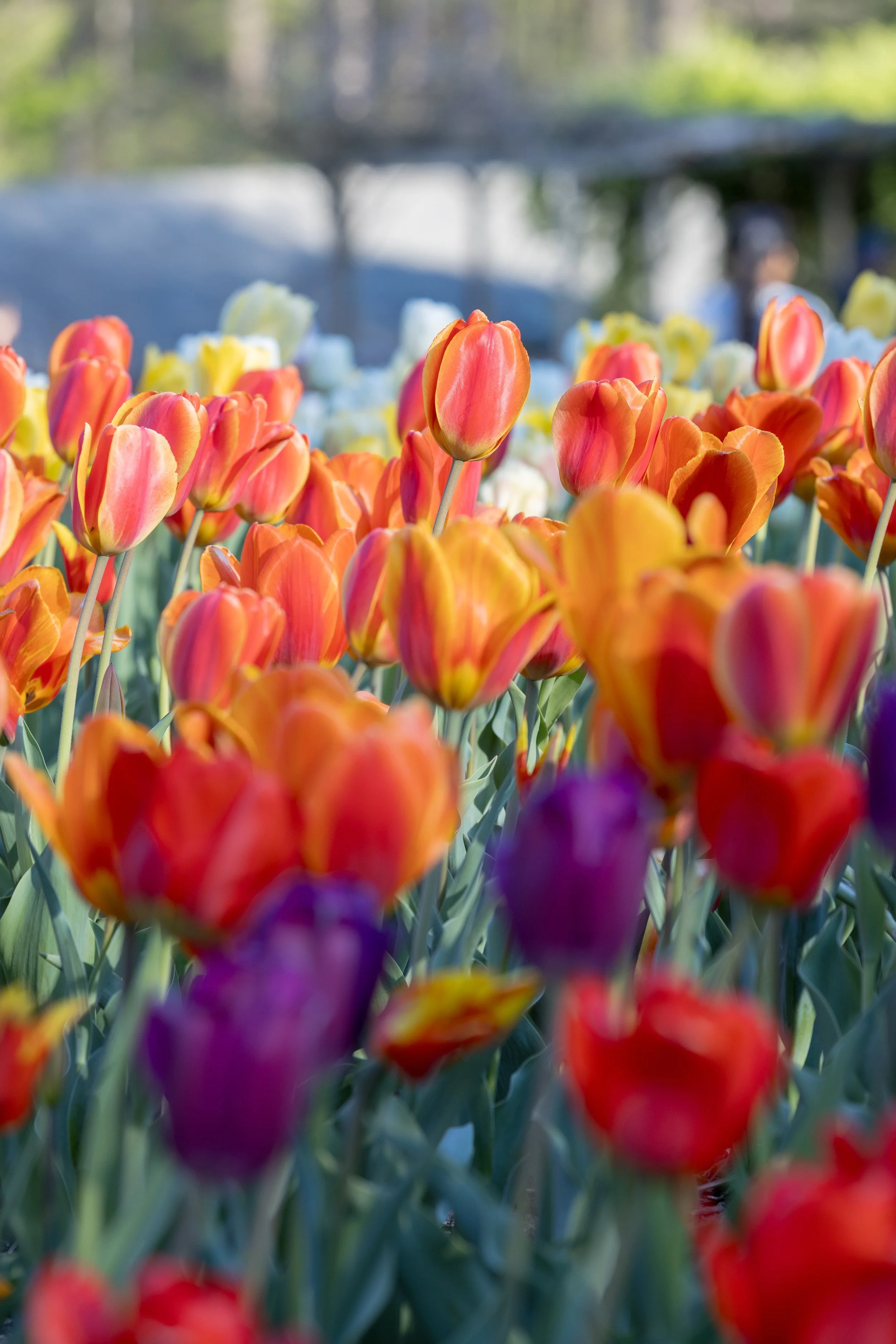 Wedding Portraits-150.jpg