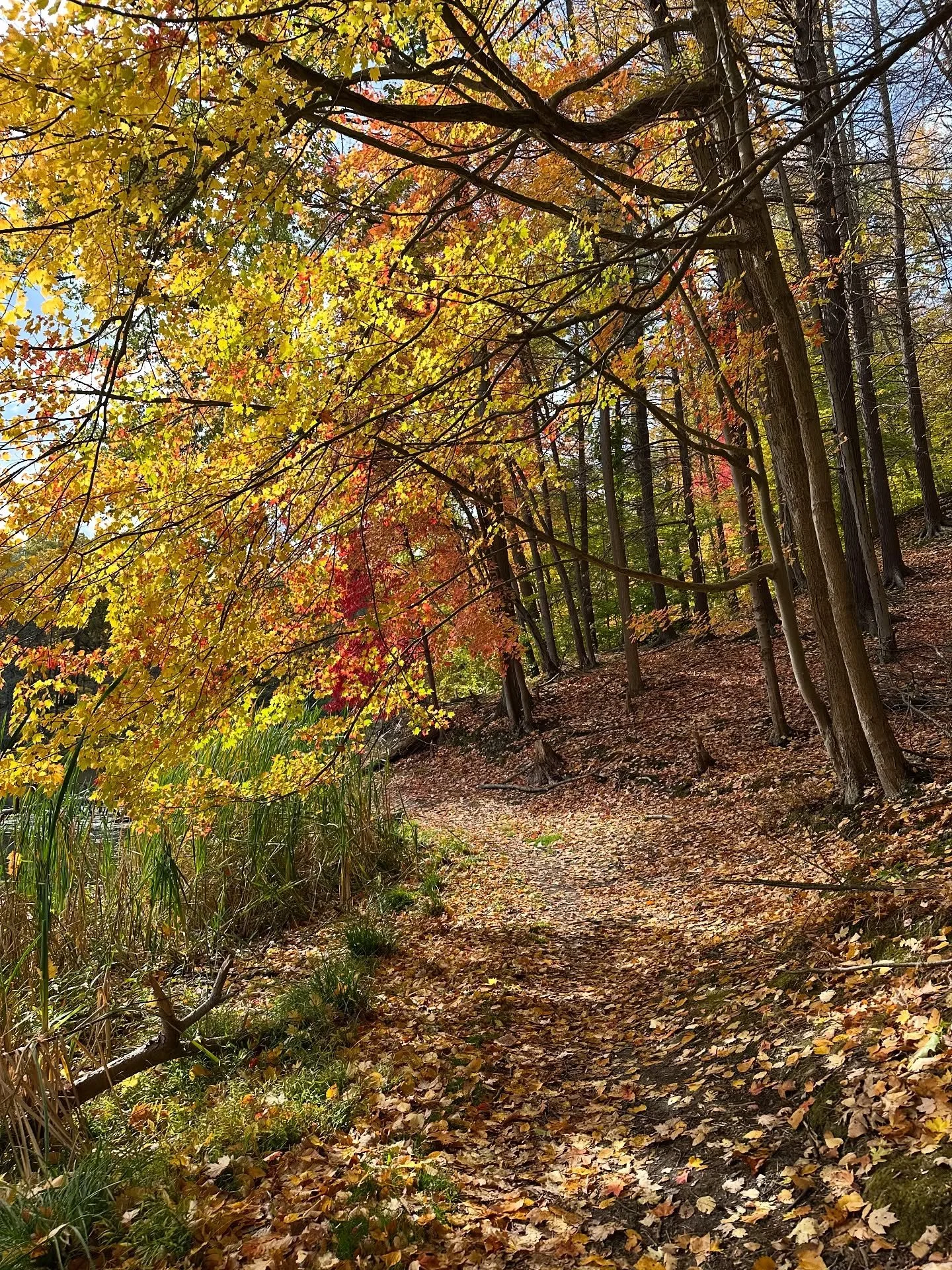 autumn put on her best today 🍂