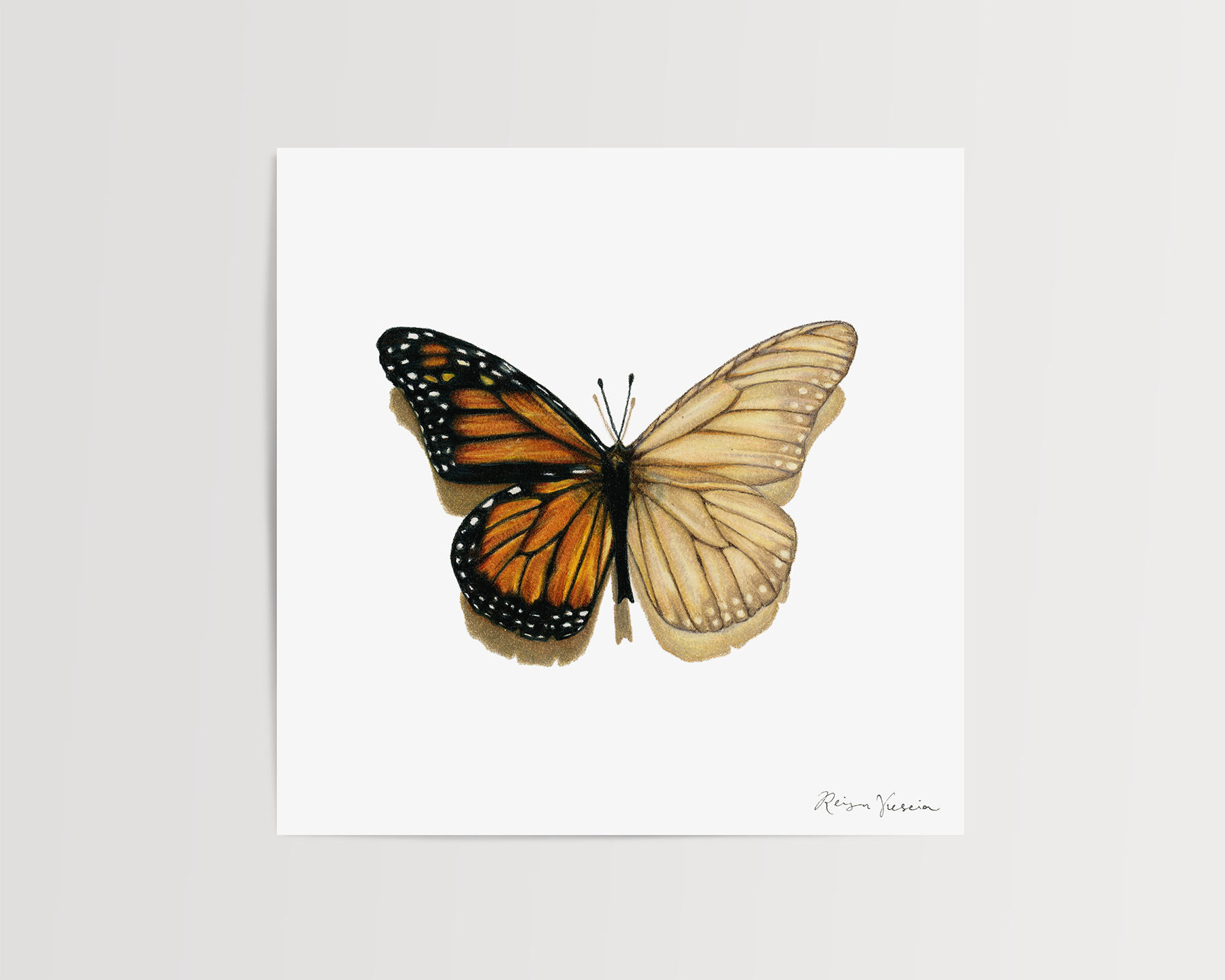 reiganviescia_butterfly_drawing.png