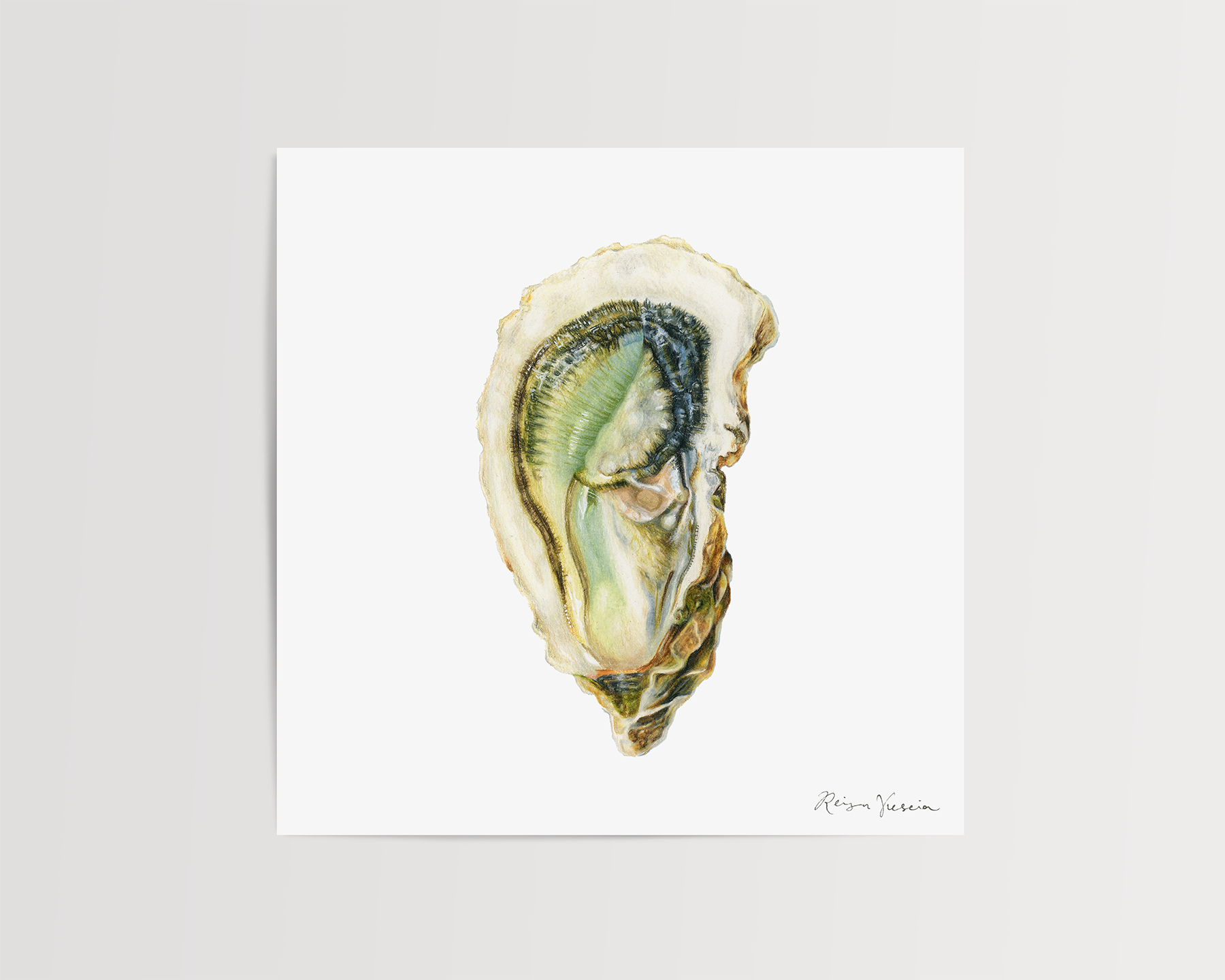 reiganviescia_oyster_drawing.png