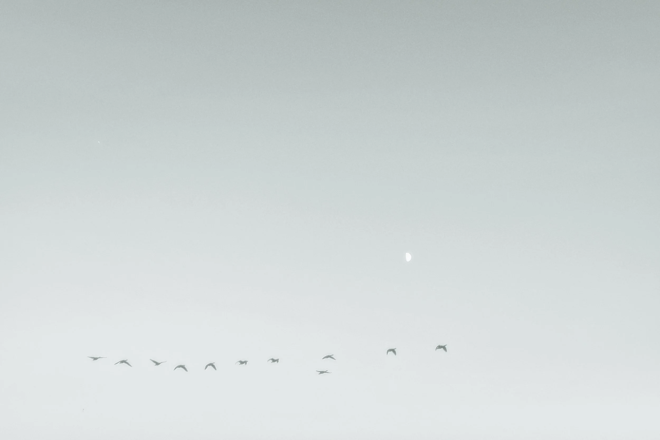 Black and white flying geese