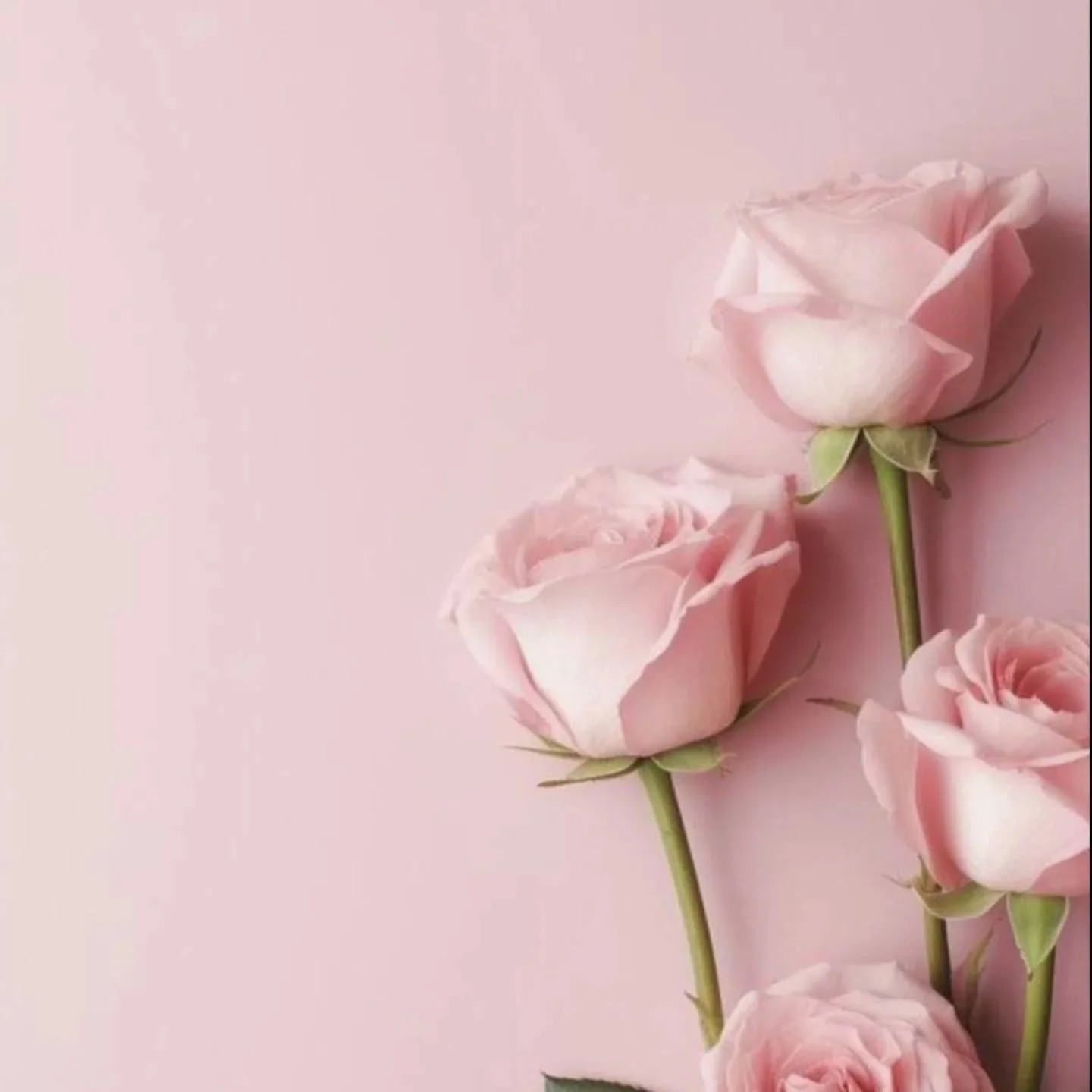 🌸 Did you know pink roses are often linked to calm and positivity? Colour psychology says pink soothes the mind. Roses carry that even further bringing a soft reminder of gratitude, kindness and slow summer moments. 

#coloursofsummer #roses #colour