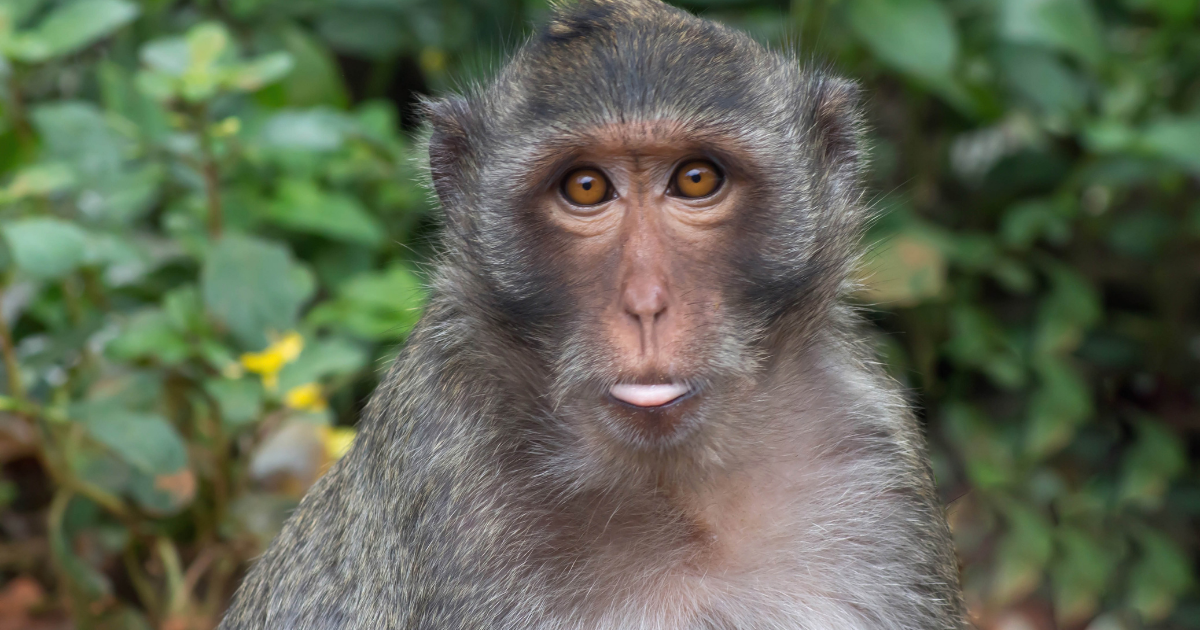 Preparing For An Asset LifeCycle Is Like Monkey Business</a>