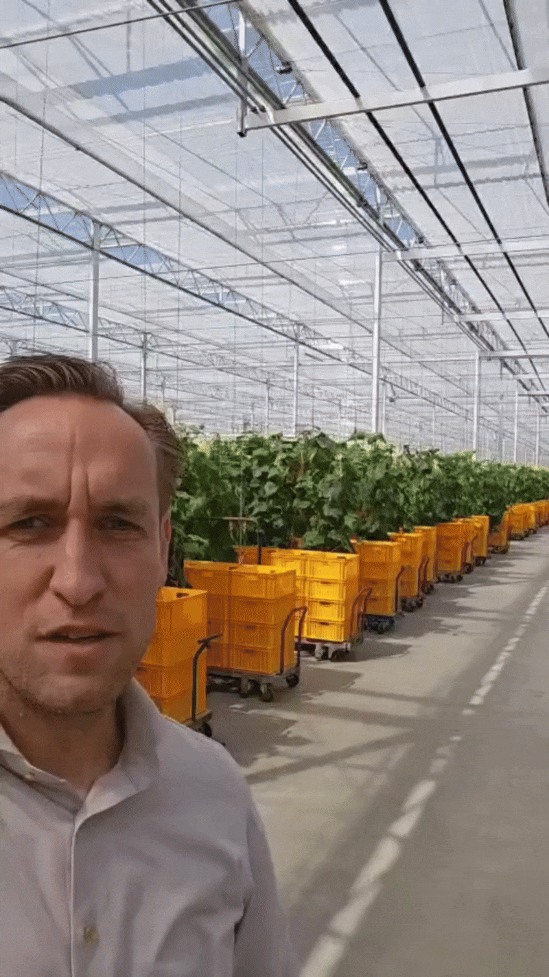 A man standing in a large greenhouse with rows of vegetable plants in yellow carts along a pathway.