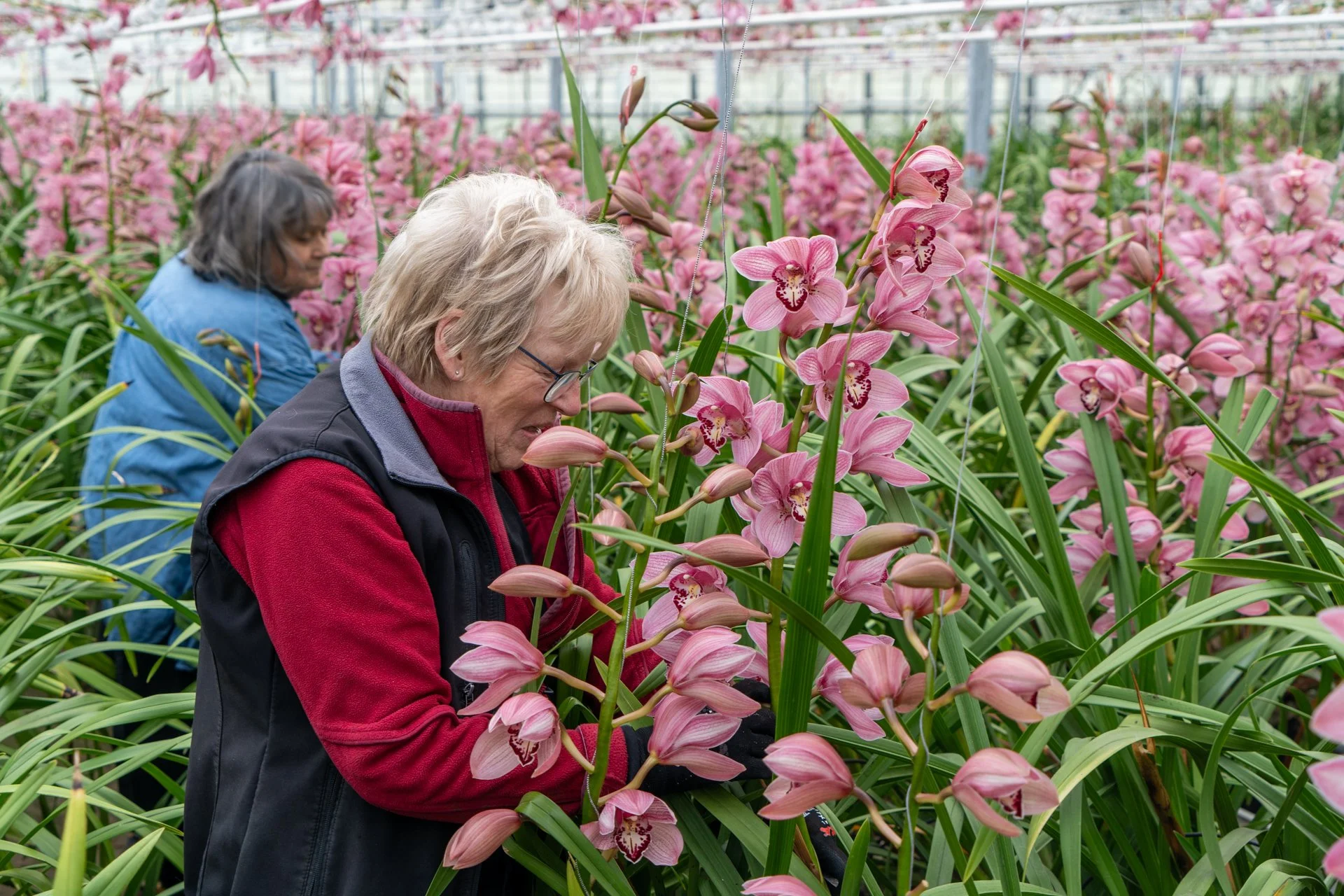 Two women are working among pink orchids in a greenhouse, with rows of pink flowers and green leaves surrounding them.