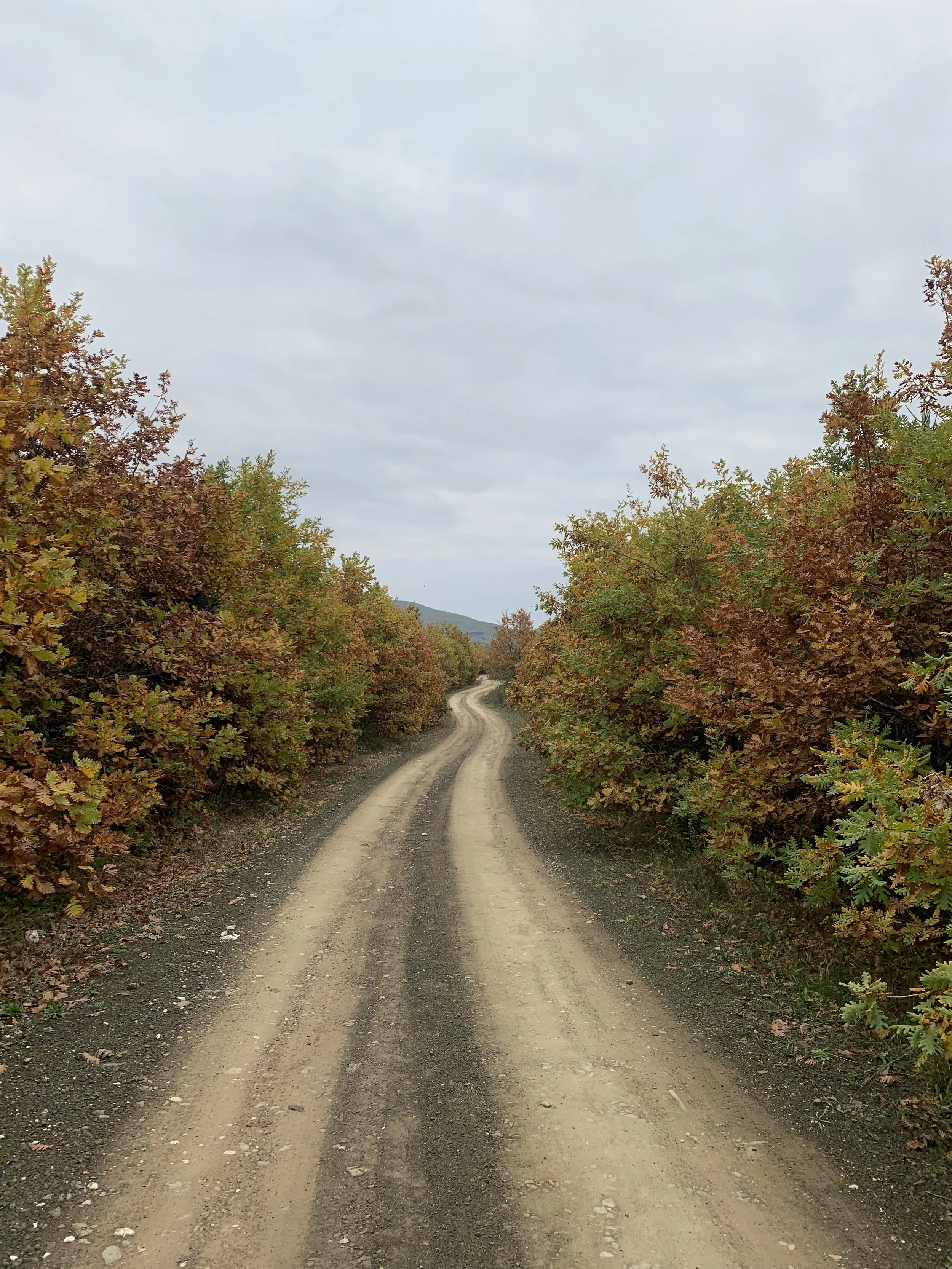 Χωμάτινος δρόμος που περνά μέσα από δάσος με φθινοπωρινά χρώματα στη Λίμνη Πλαστήρα. Πορτοκαλί και χρυσαφένια φύλλα σχηματίζουν σκηνικό ηρεμίας και φυσικής ομορφιάς.