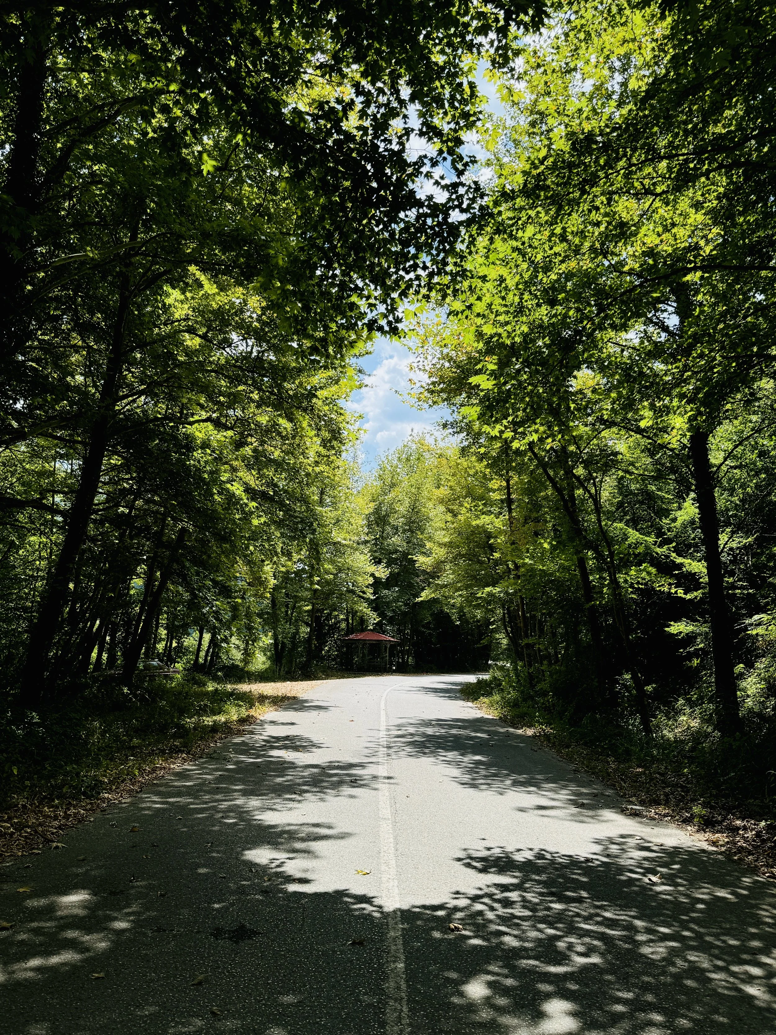 Δρόμος που διασχίζει δάσος με πράσινα φύλλα και φως που φιλτράρει μέσα από τα δέντρα. Φυσικό τοπίο που οδηγεί προς τη Λίμνη Πλαστήρα και το Φαγοτόπι.