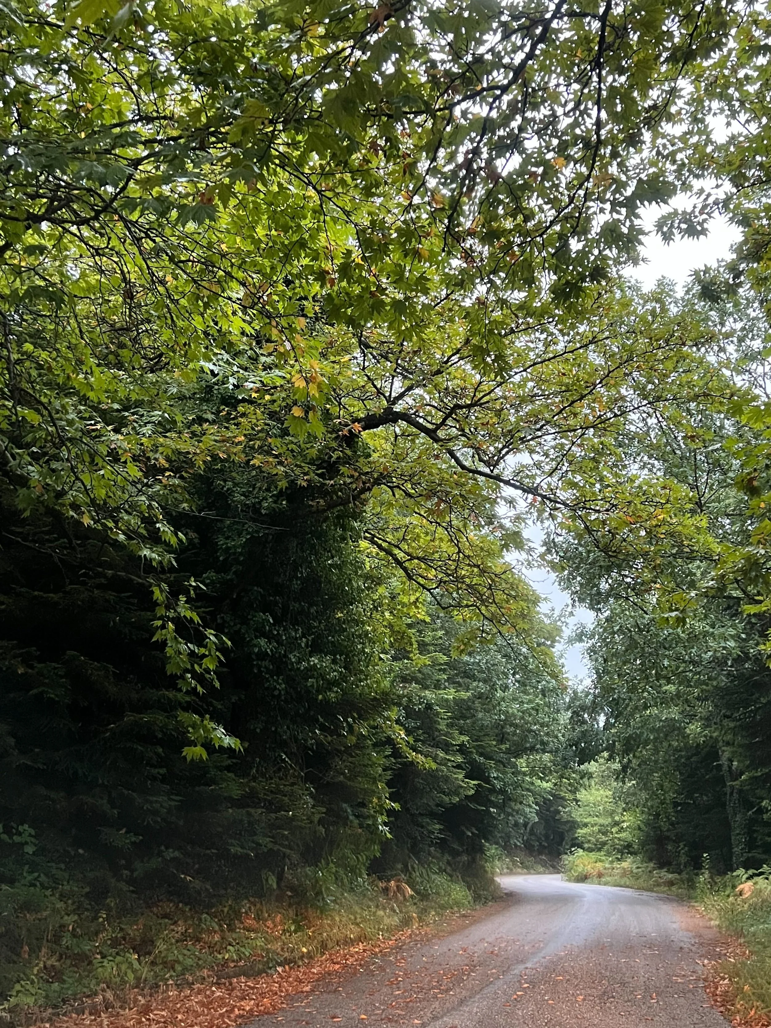 Χαμηλός χωματόδρομος που περνά μέσα από πυκνό πράσινο δάσος στη Λίμνη Πλαστήρα. Φύλλα στο έδαφος και κλαδιά που σχηματίζουν φυσική σκιά — εικόνα του θεσσαλικού τοπίου που περιβάλλει το Φαγοτόπι.