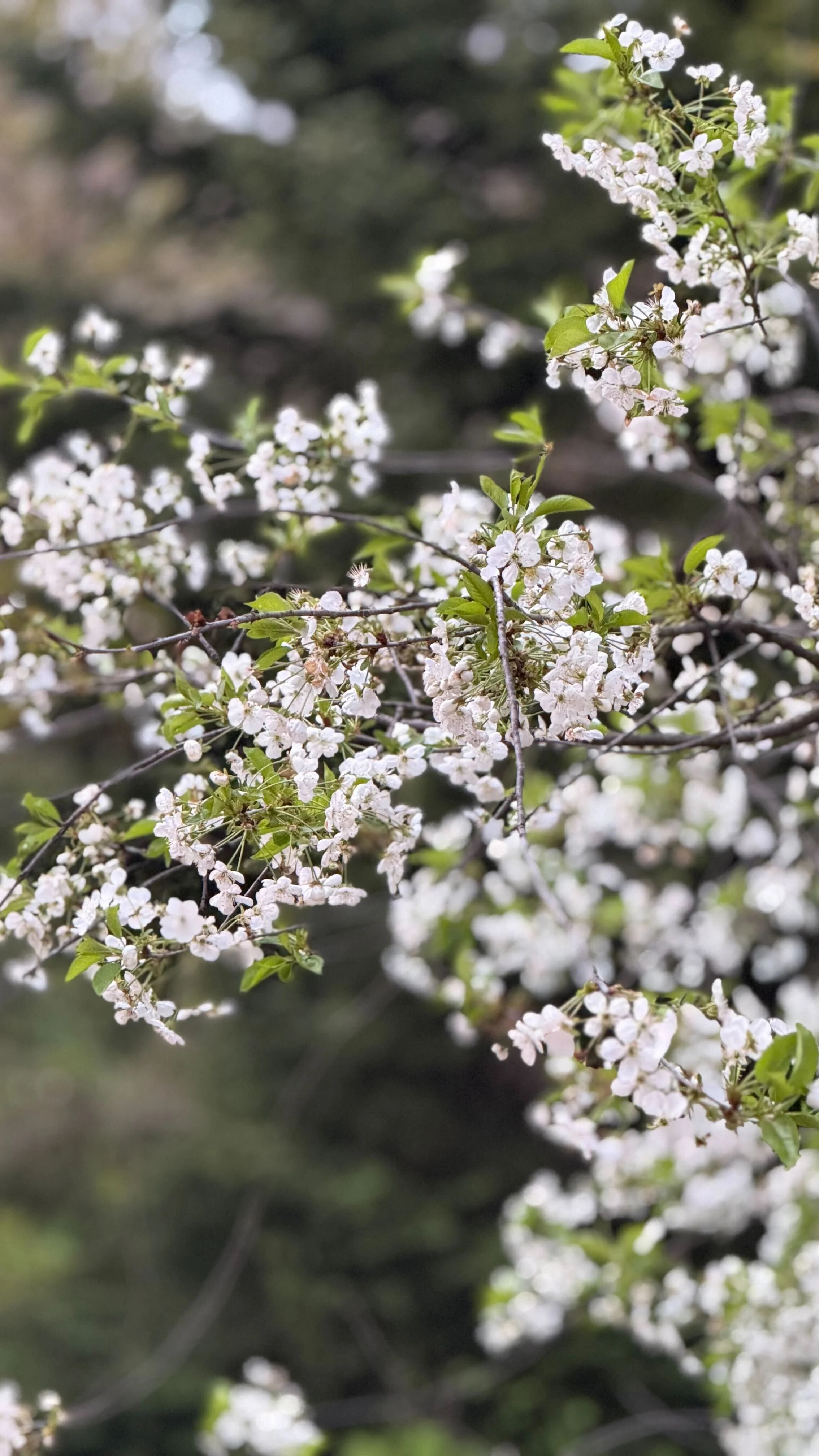 Κοντινή λήψη λευκών ανθών σε κλαδί δέντρου την άνοιξη. Εικόνα από τη φύση της Λίμνης Πλαστήρα.