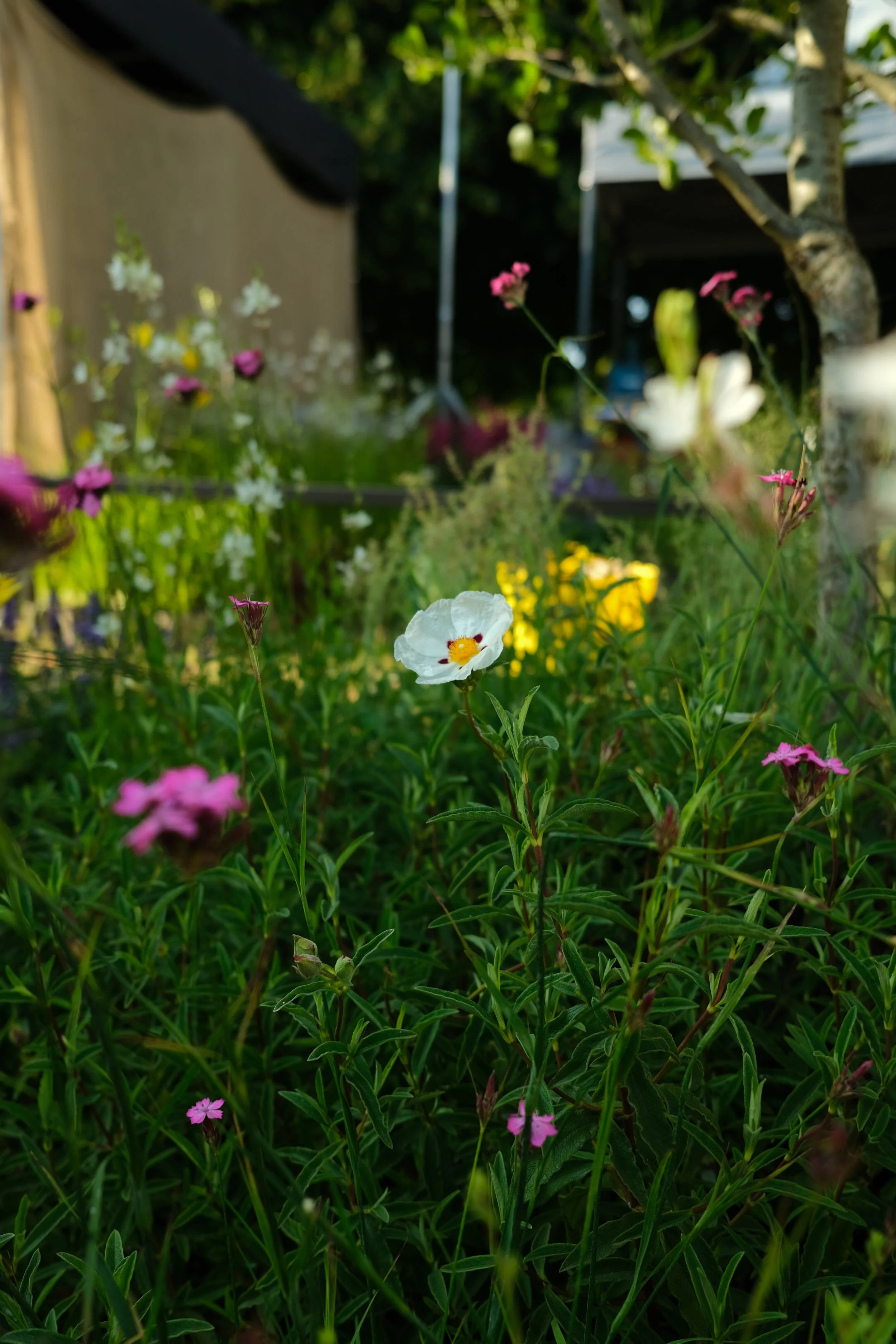pink and white flowers
