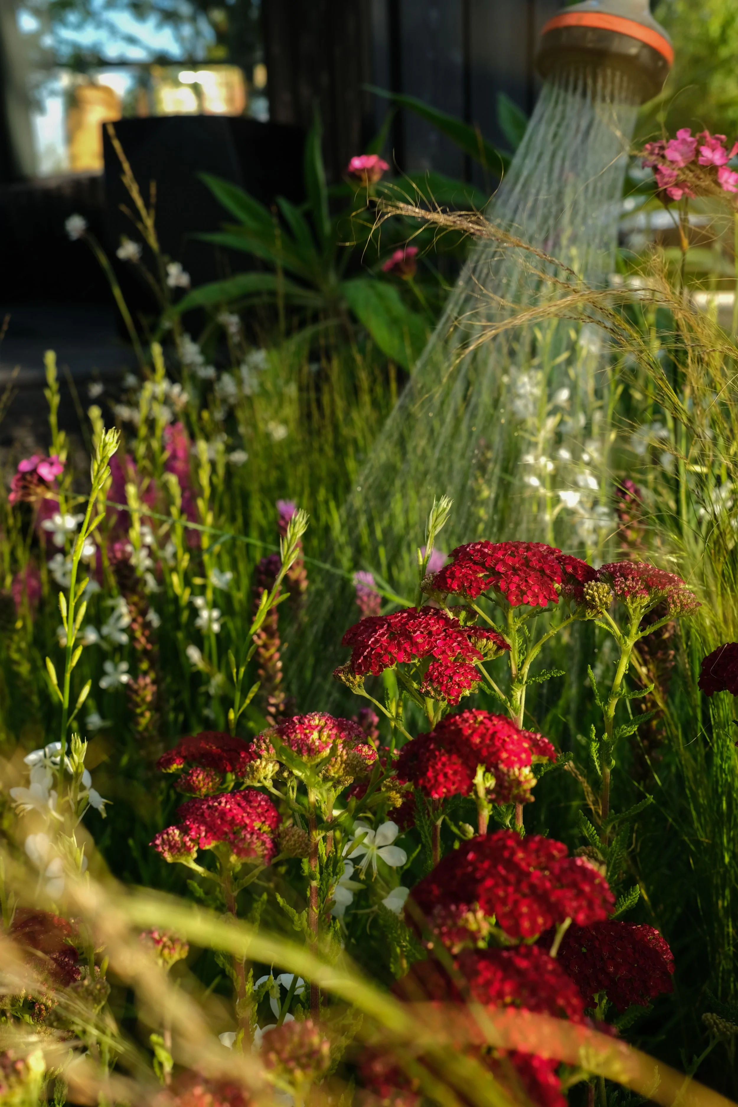 red flowers in the sun being watered