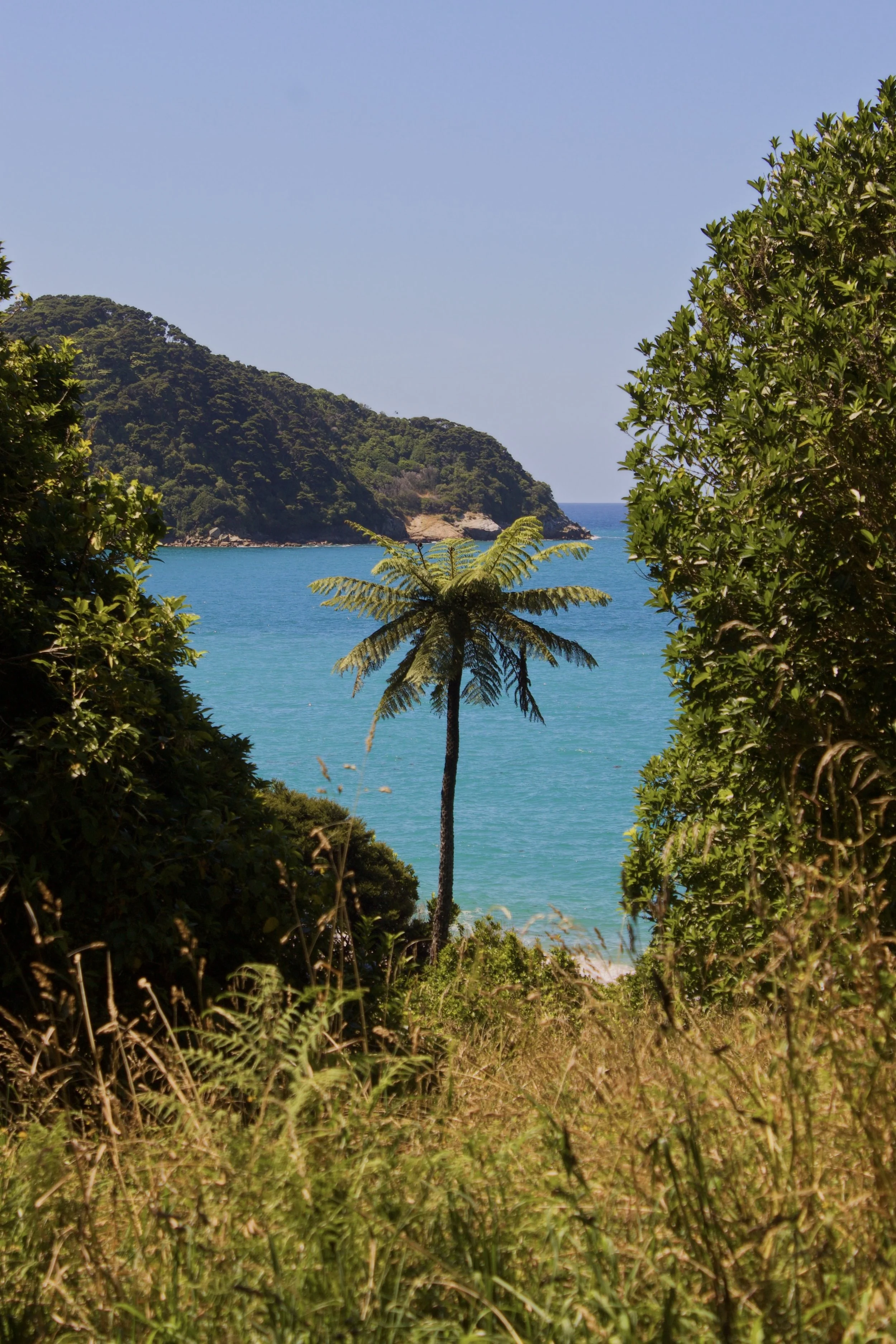 Palm tree and beach on the Abel Tasman coastal track in New Zealand