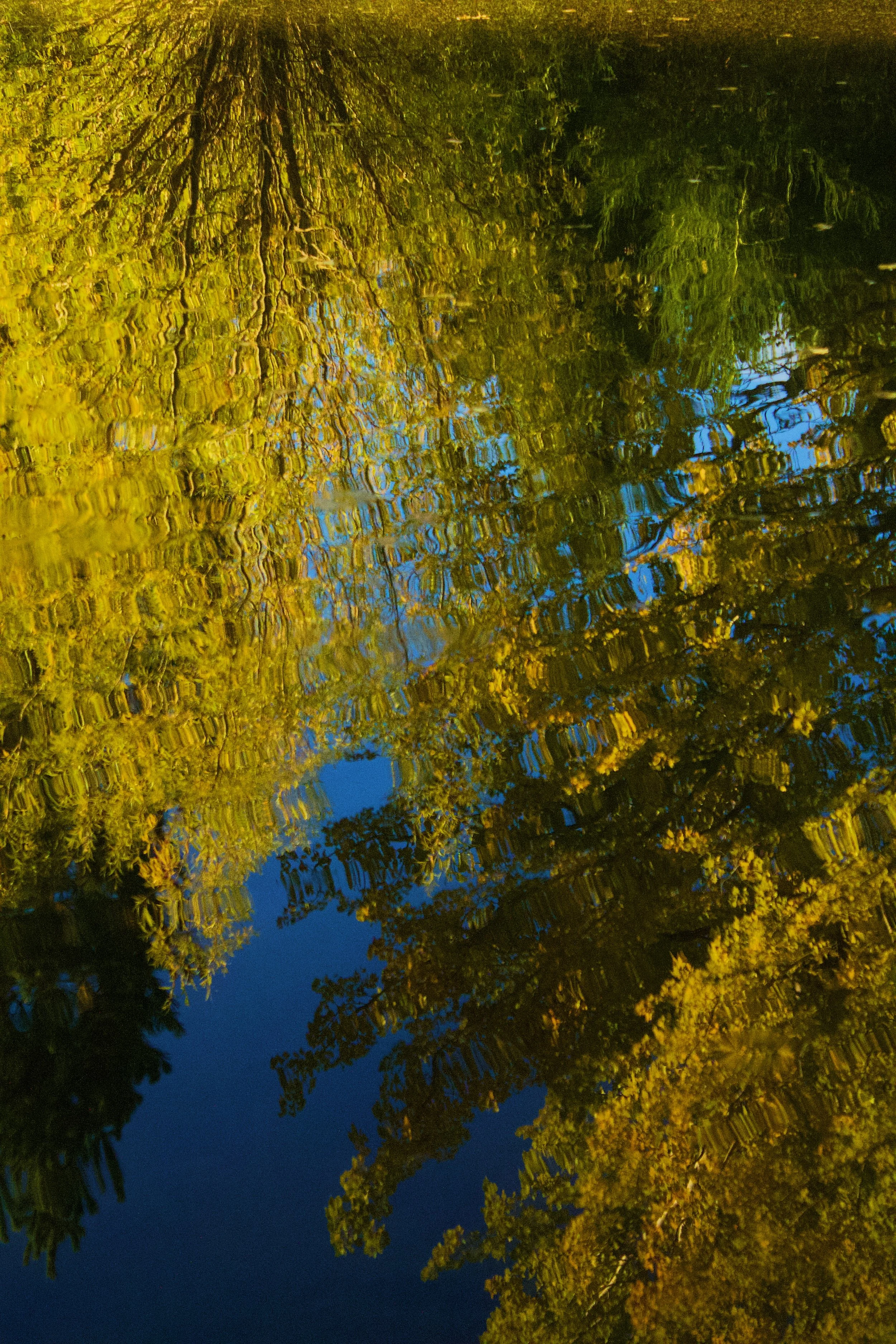Yellow and blue reflections from a tree and sky in the lake