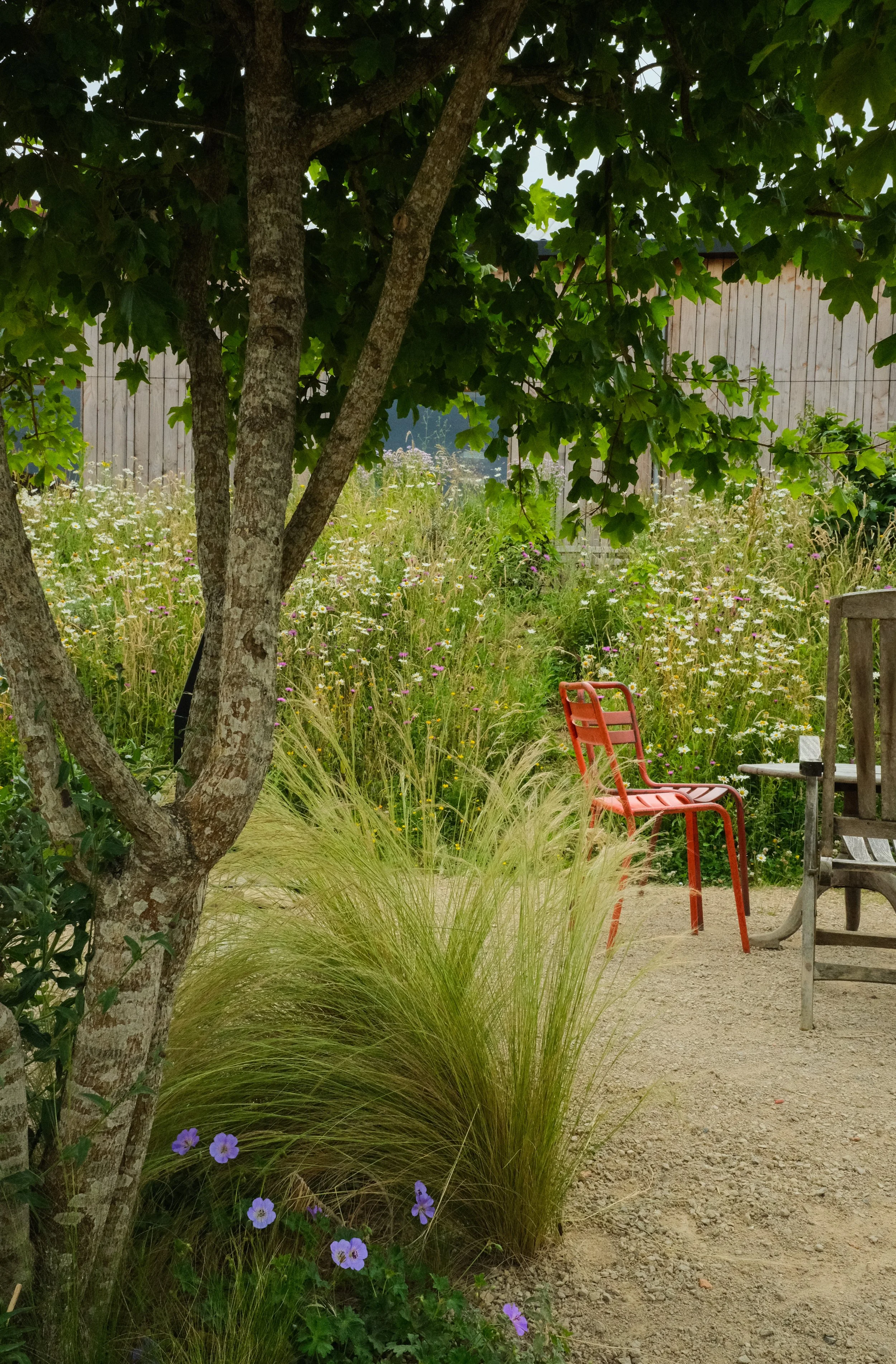 Mediterranean planting in the cafe garden at keep estate Sussex