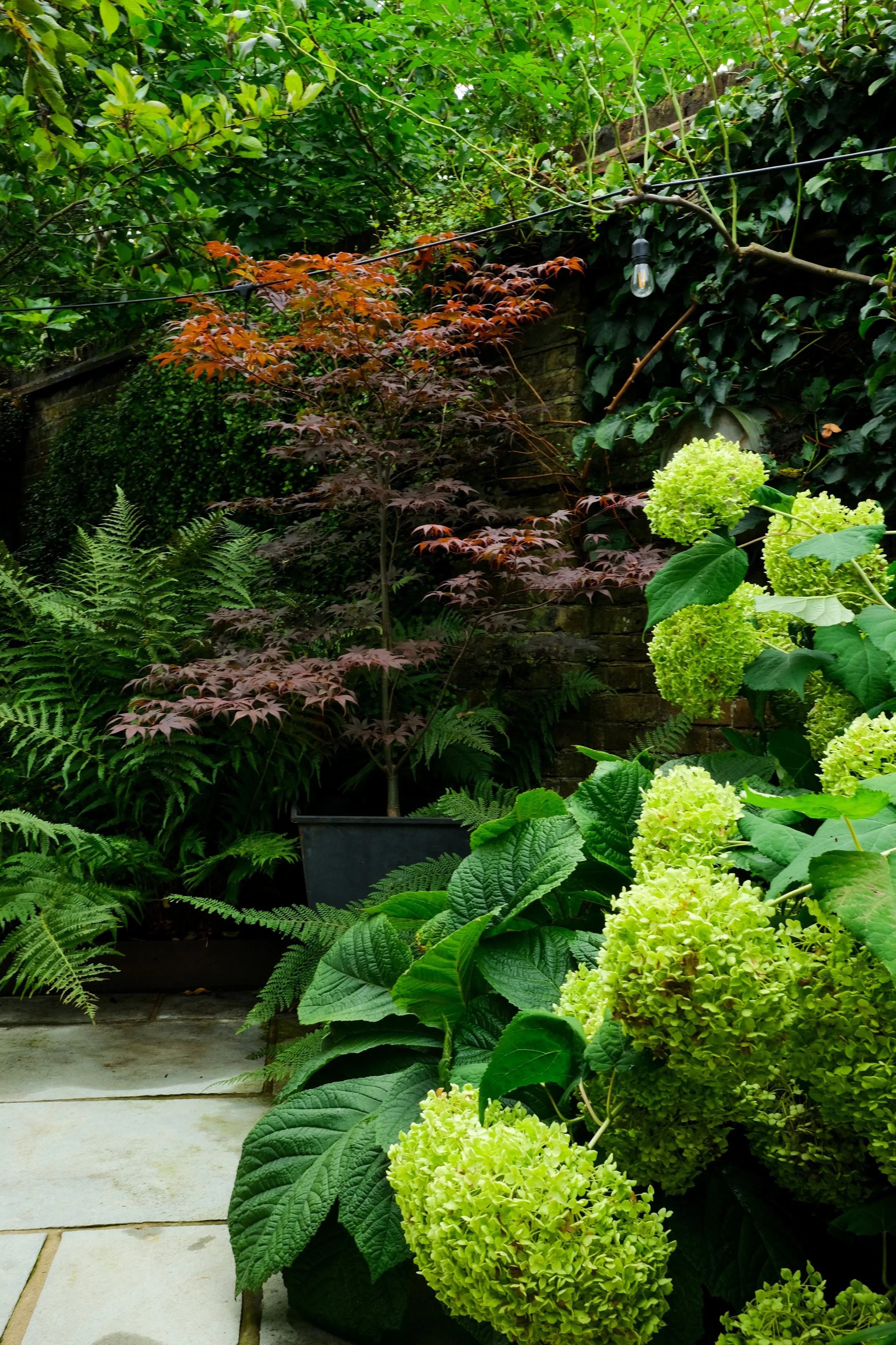 A courtyard garden featuring a dark red acer tree and lime green Annabelle hydrangeas
