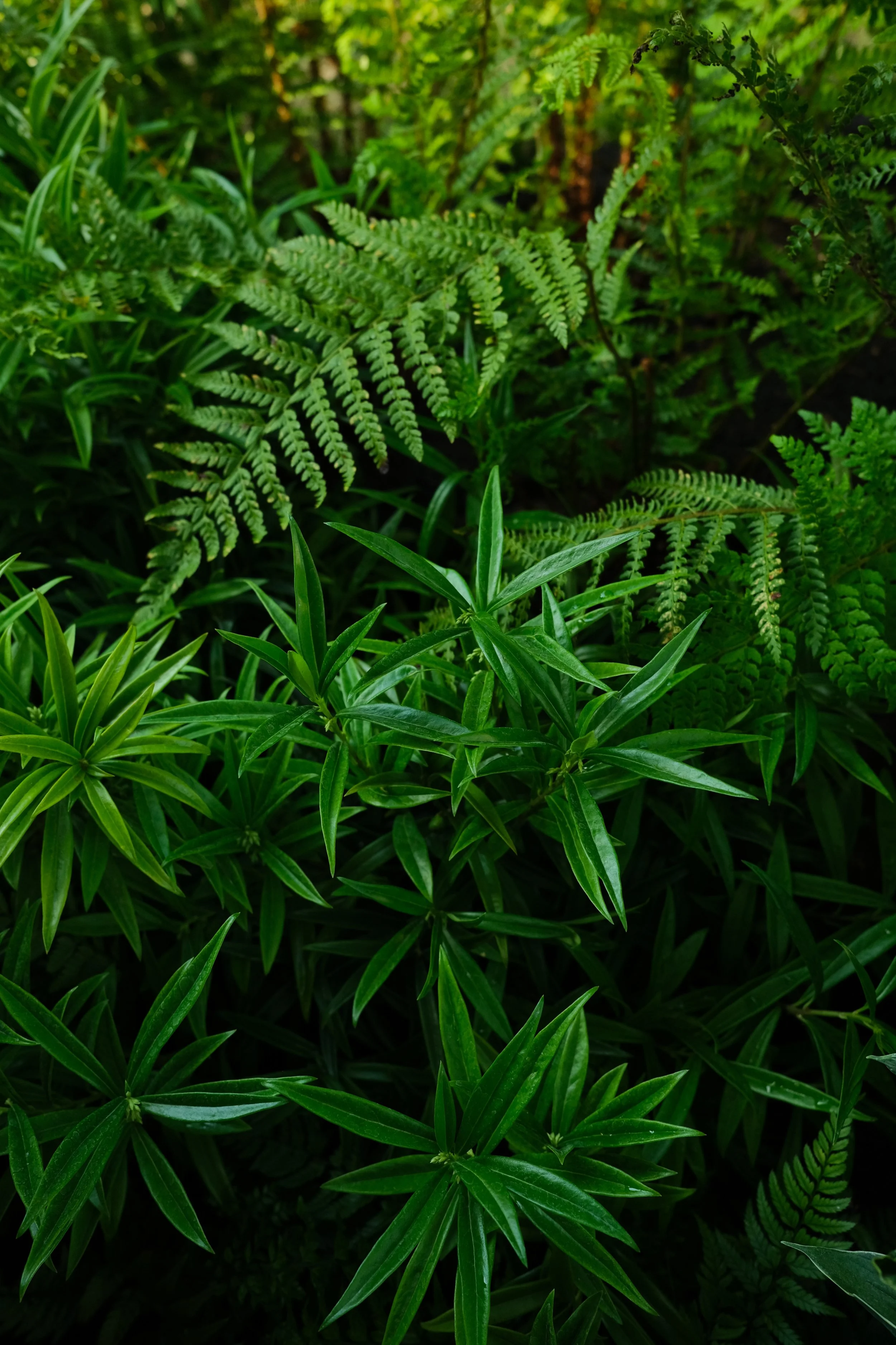 Ferns and green foliage up close