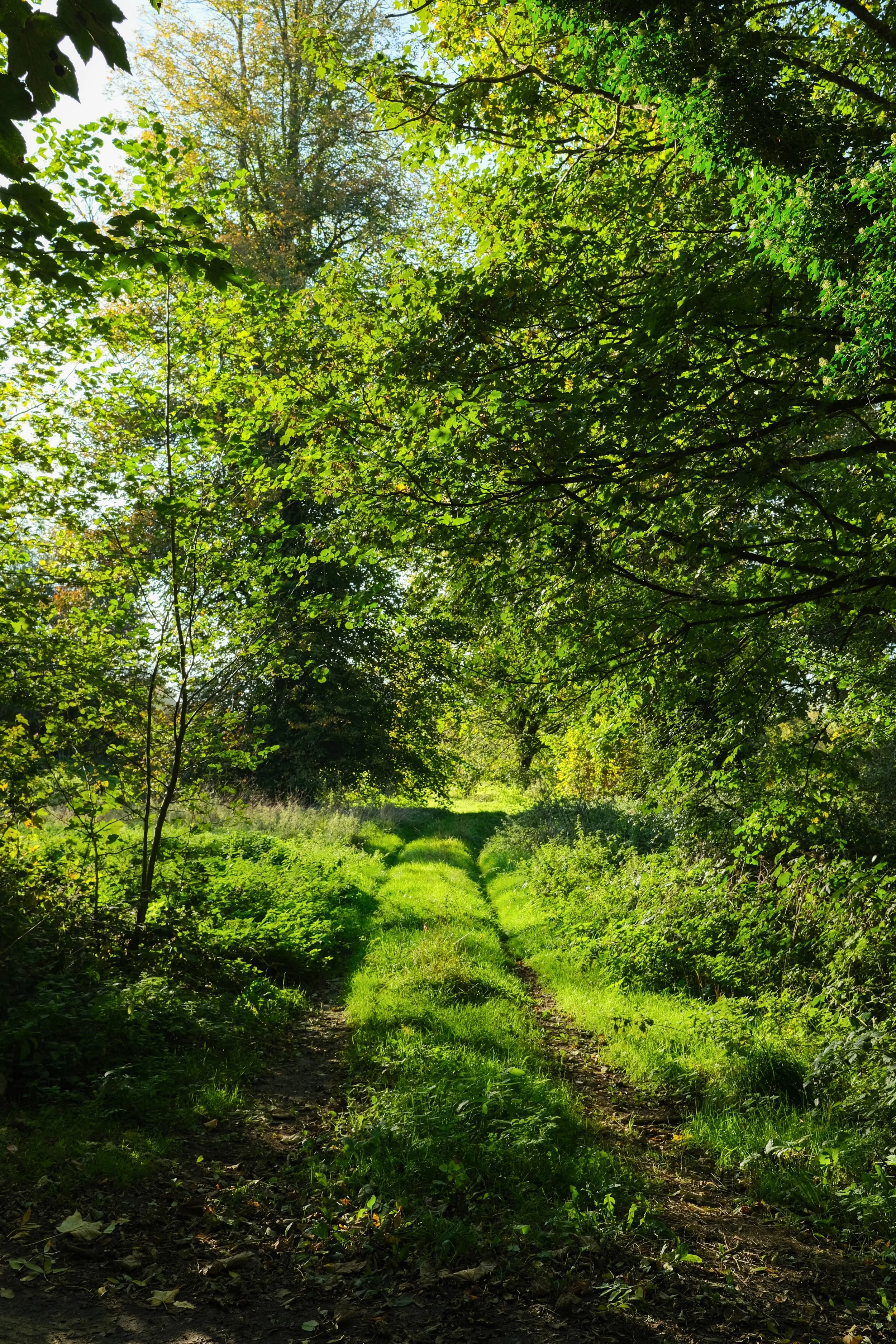 Summers evening in the Kent countryside fields