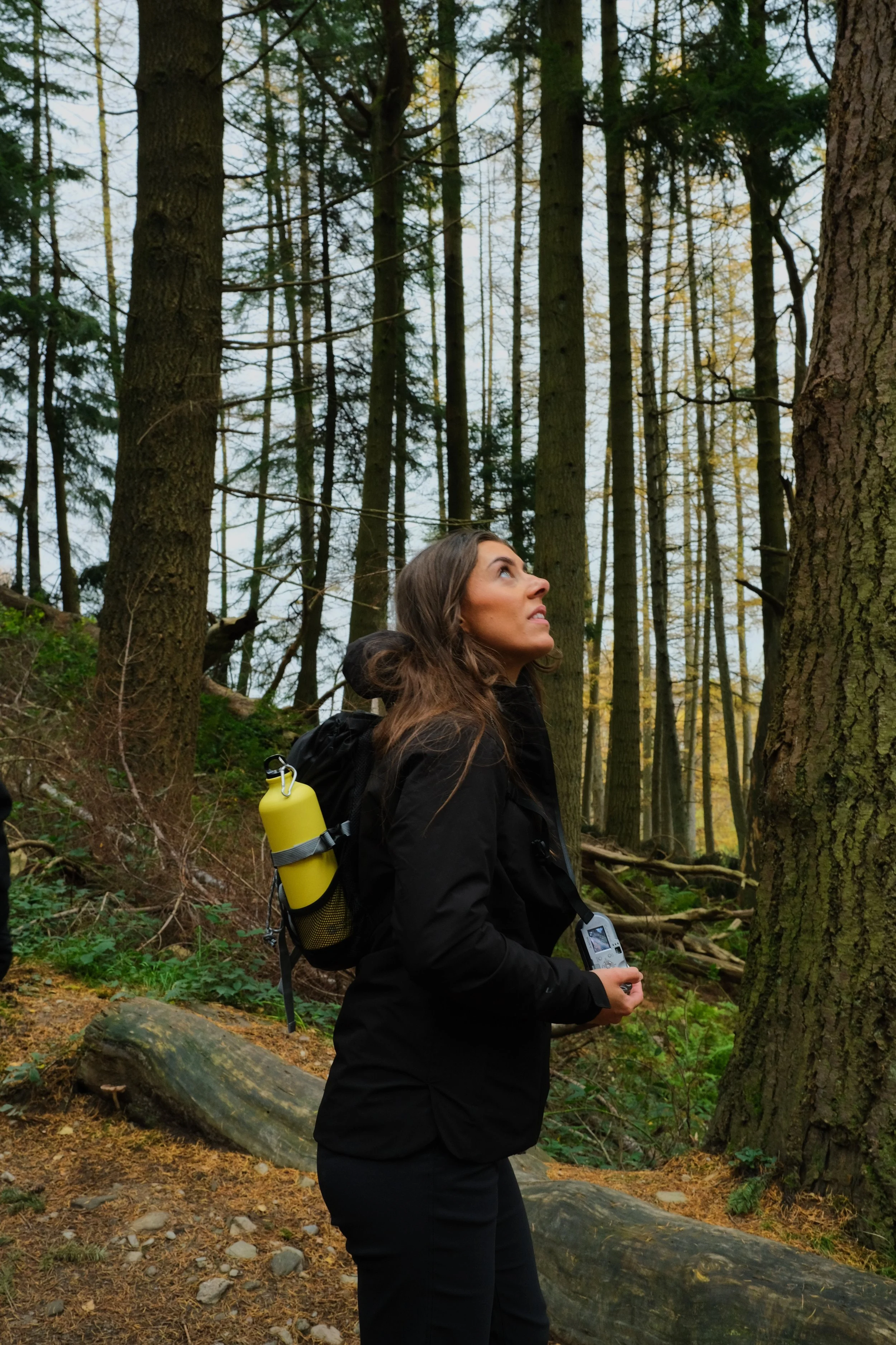 A brunette lady walking under really tall trees in Scotland during autumn