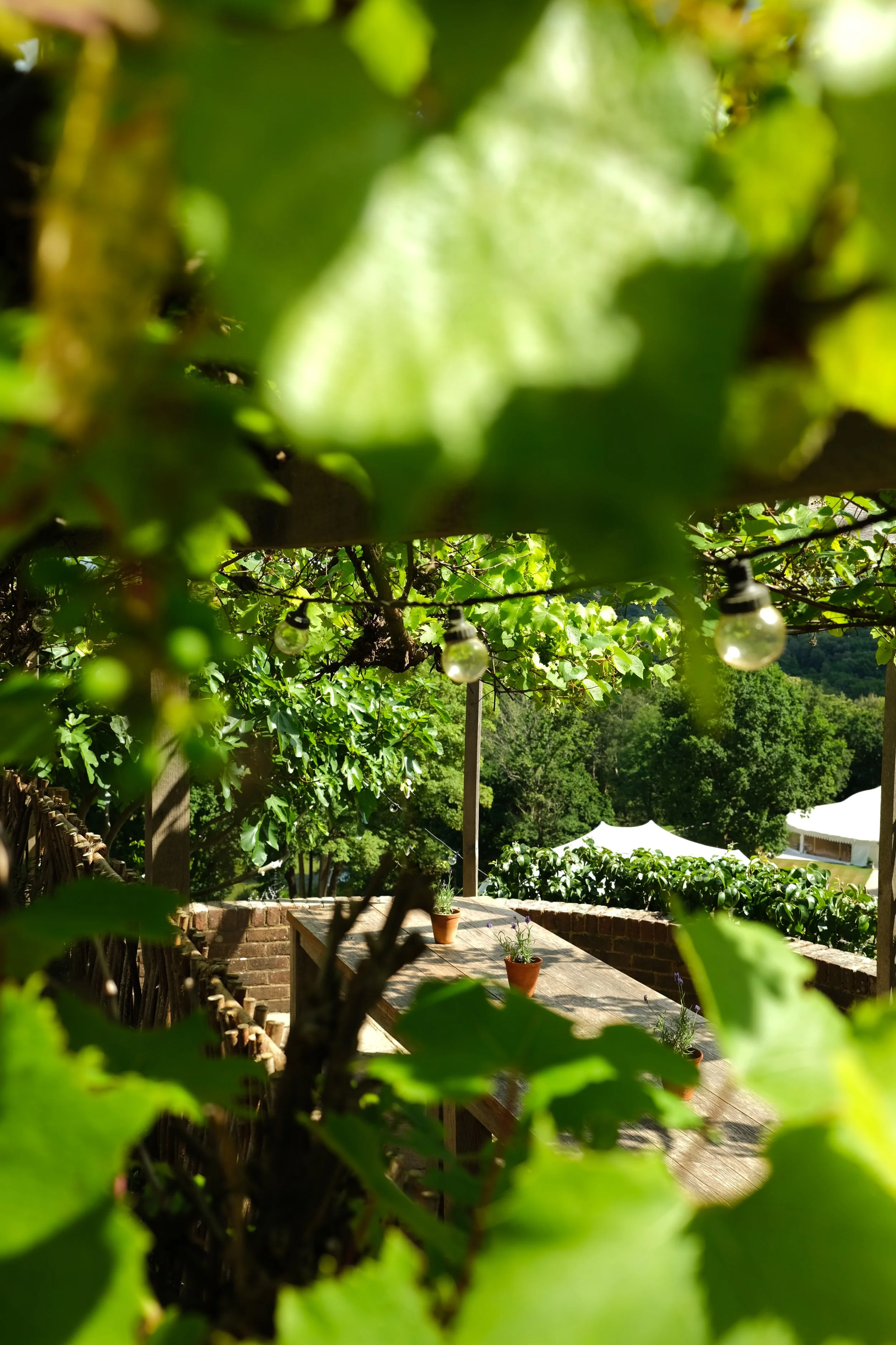 Looking at an outdoor seating area under a grapevine, on the sunny terrace at The Beacon in Tunbridge Wells