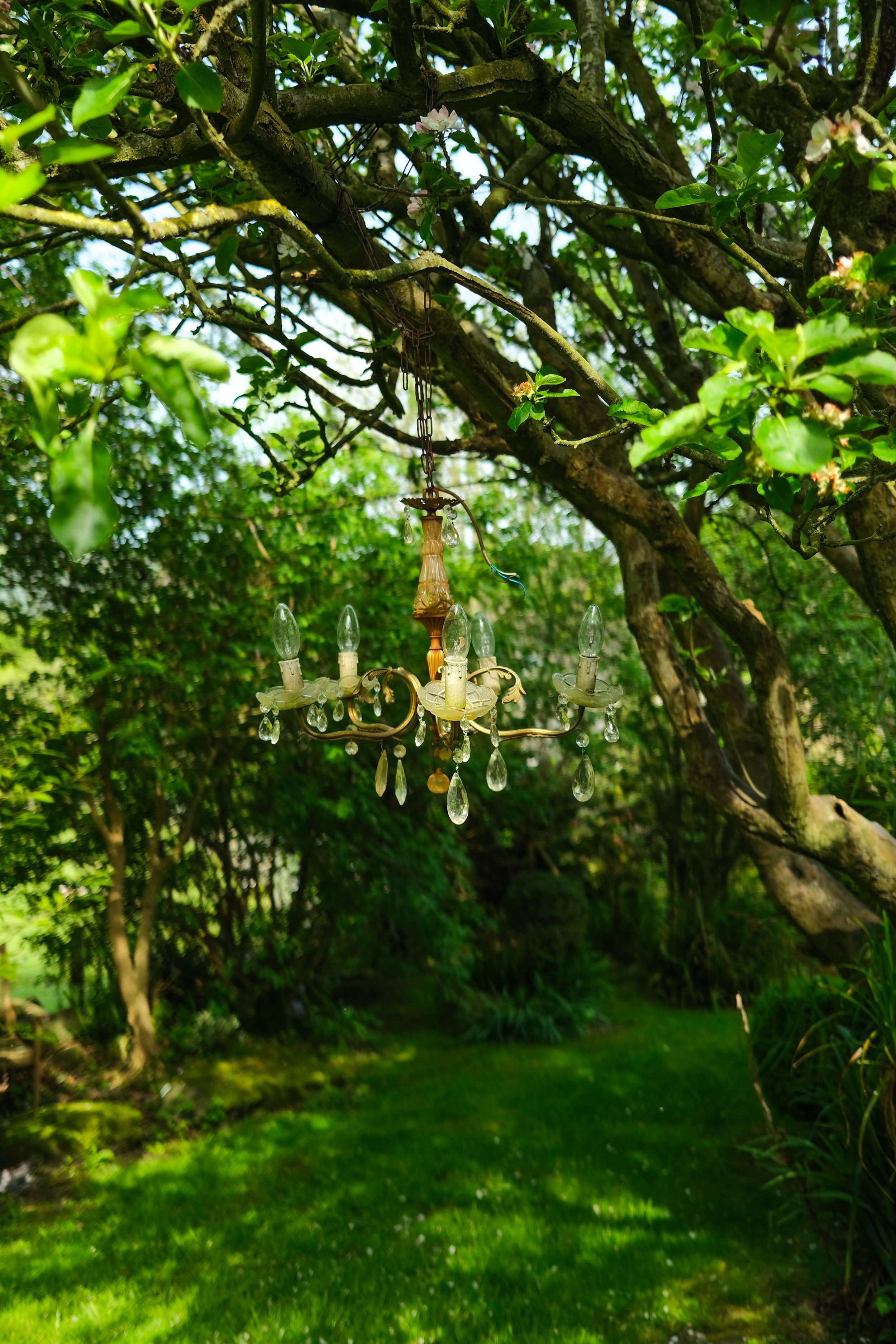 Welsh cottage garden trees in the morning sunshine
