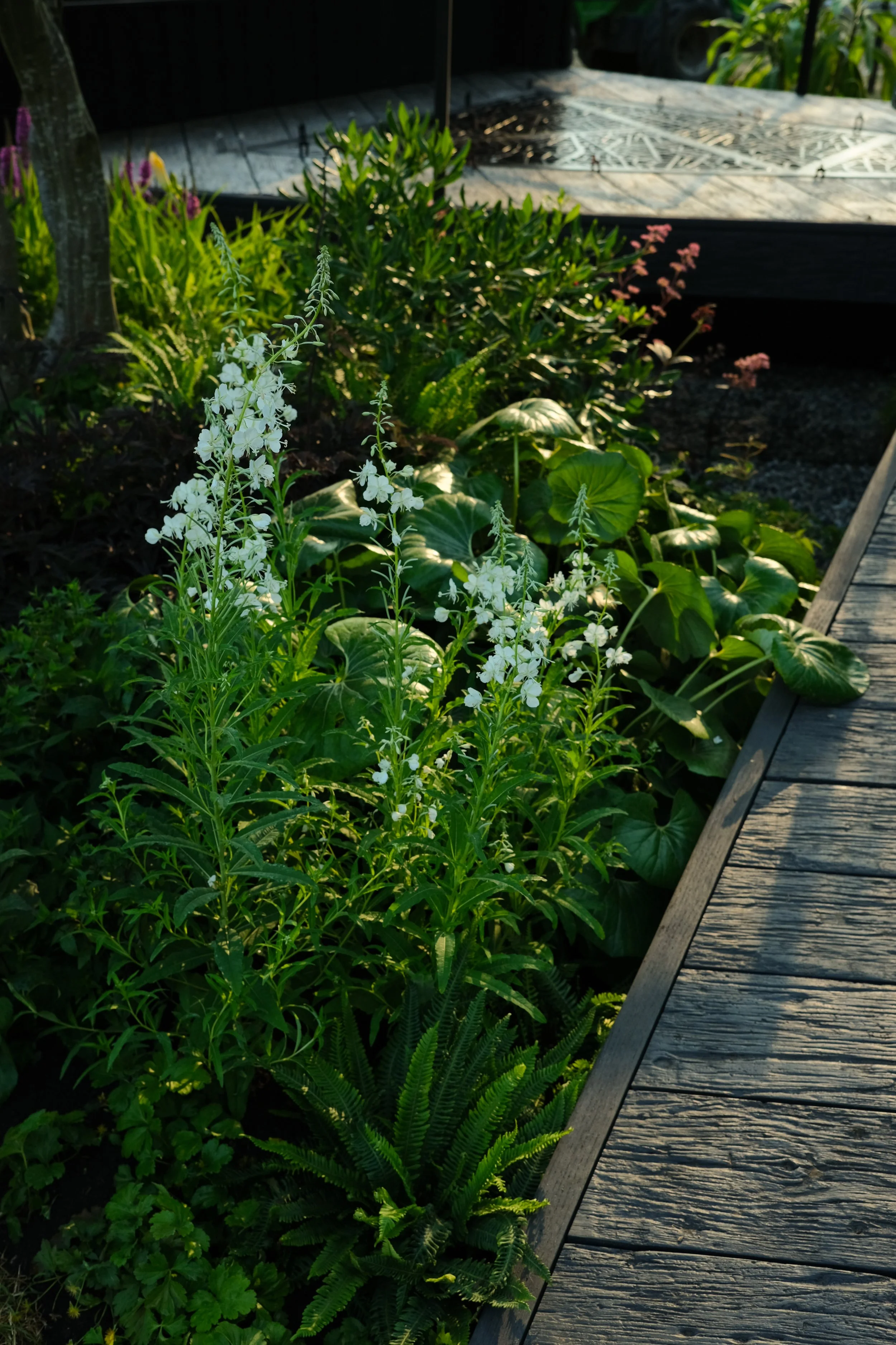 white flowers and shiny green leaves in a shaded garden