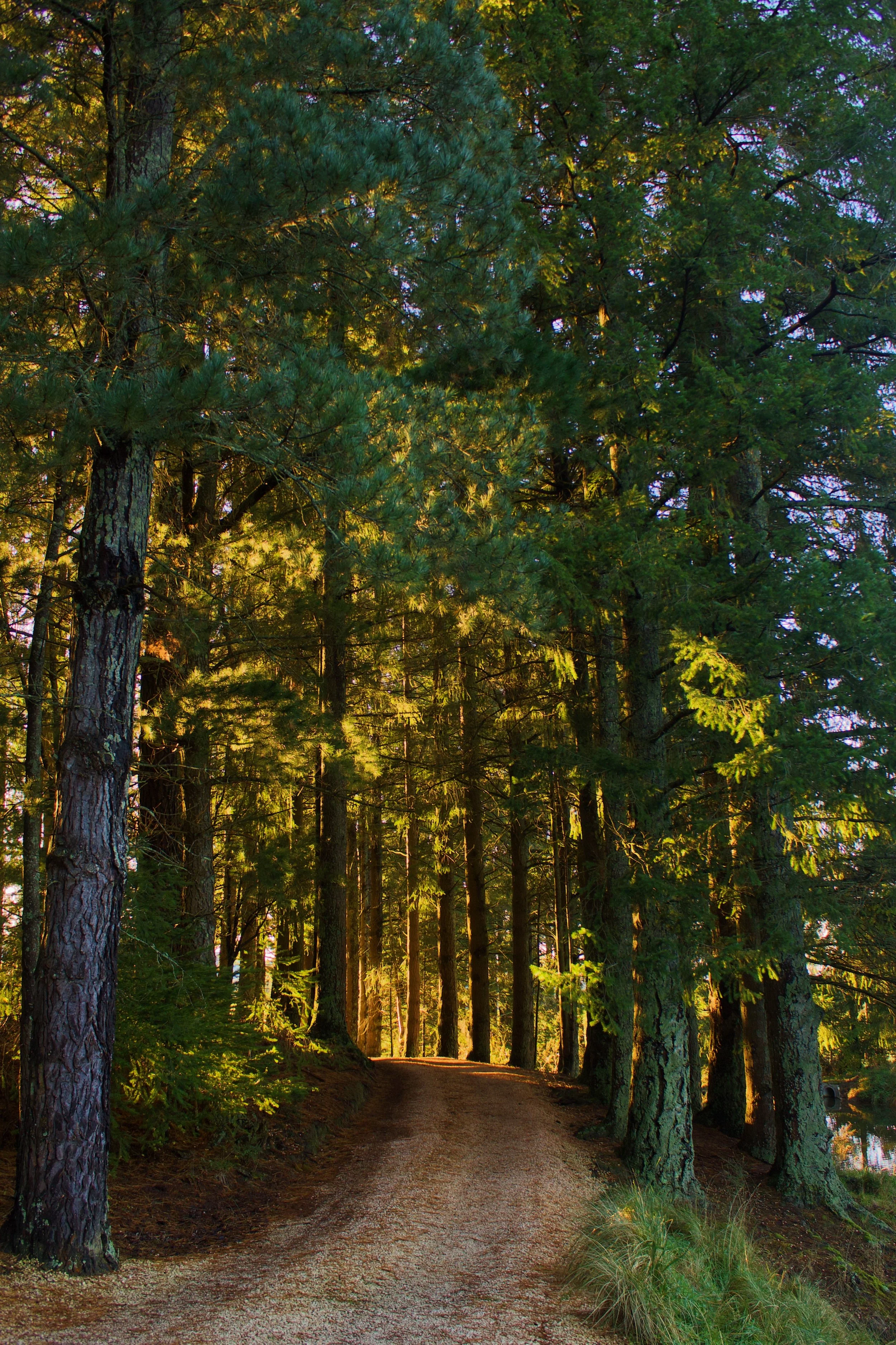 Sun shining through tall trees