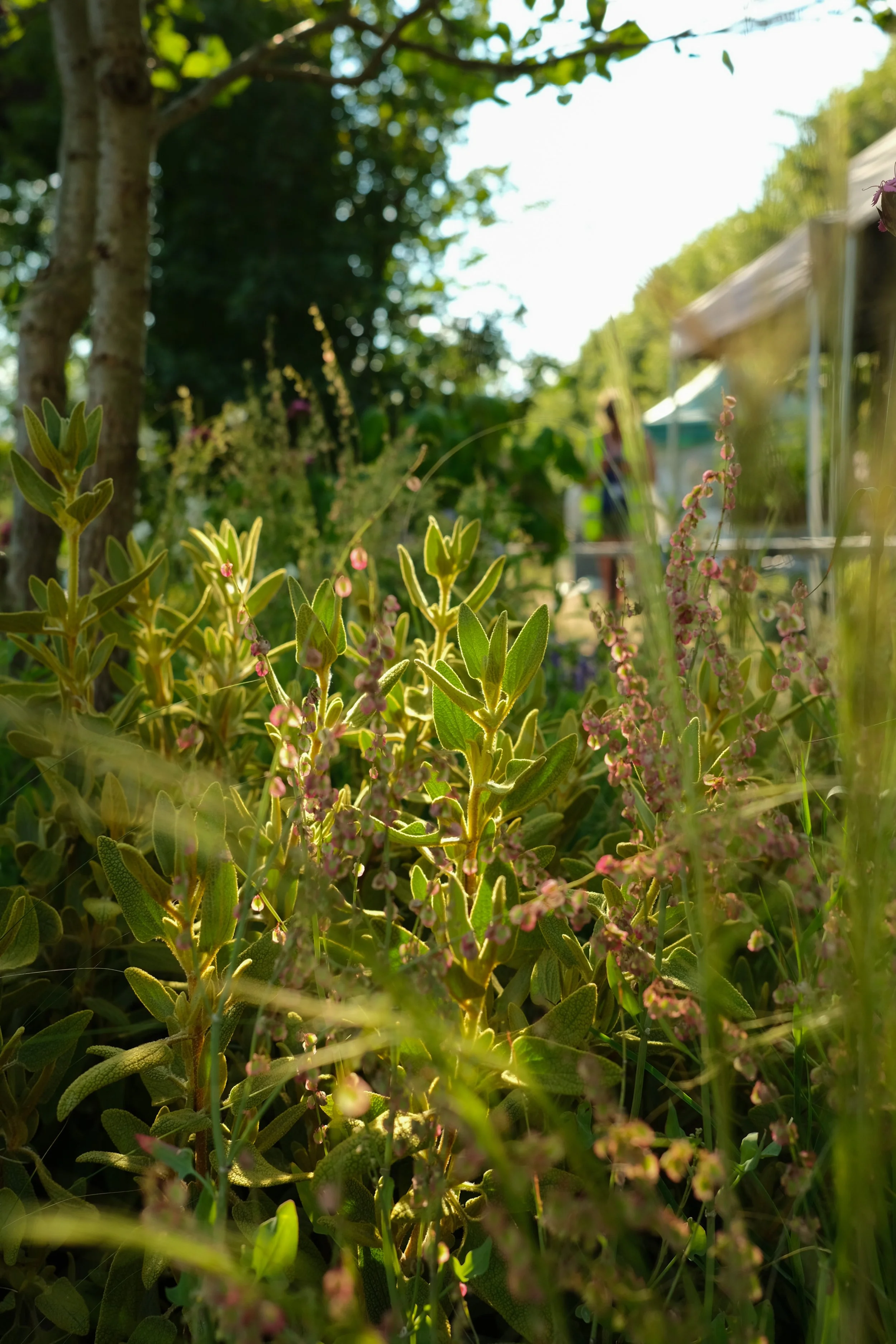 garden flowers in the sun
