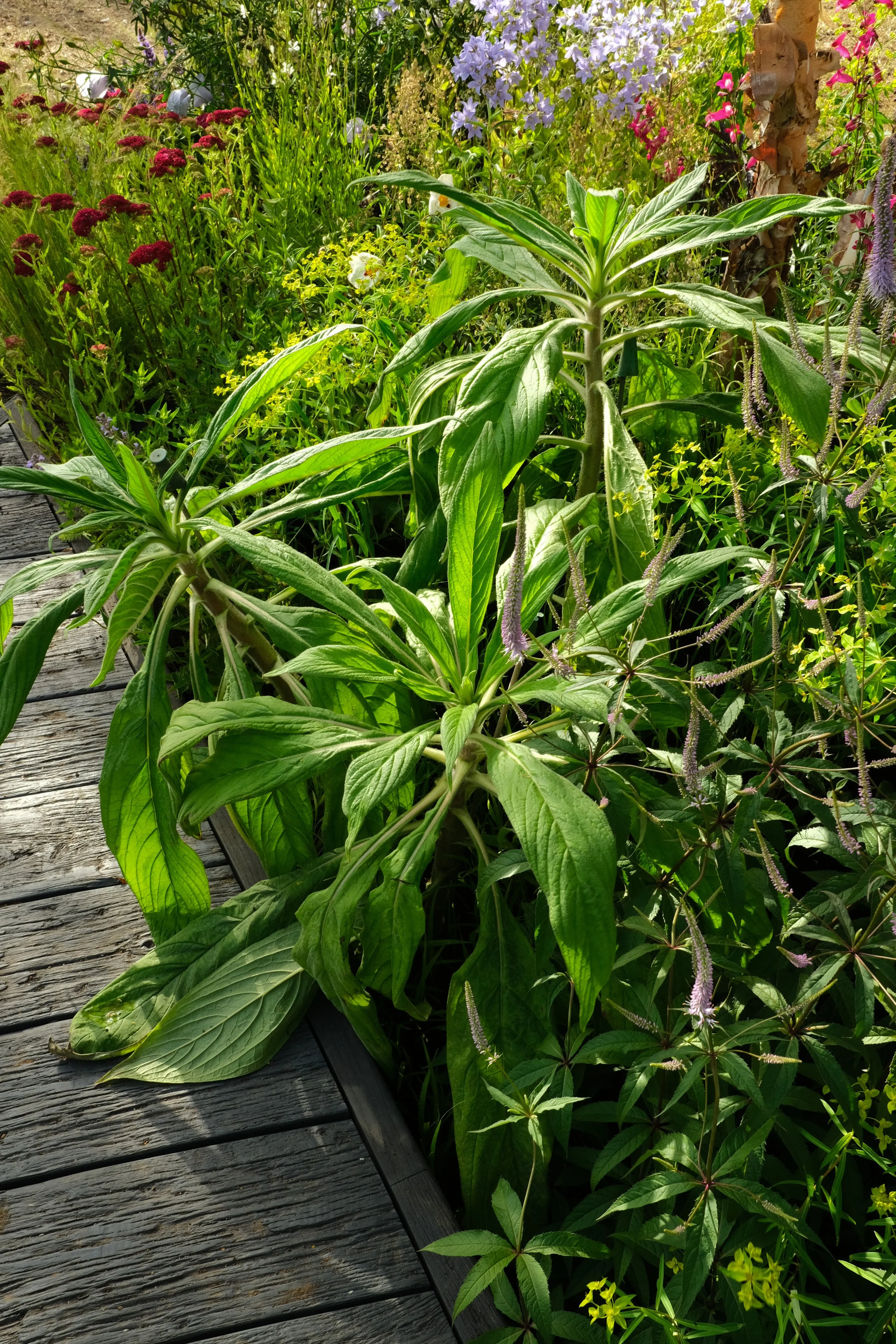 Large leaves of a plant in the sun