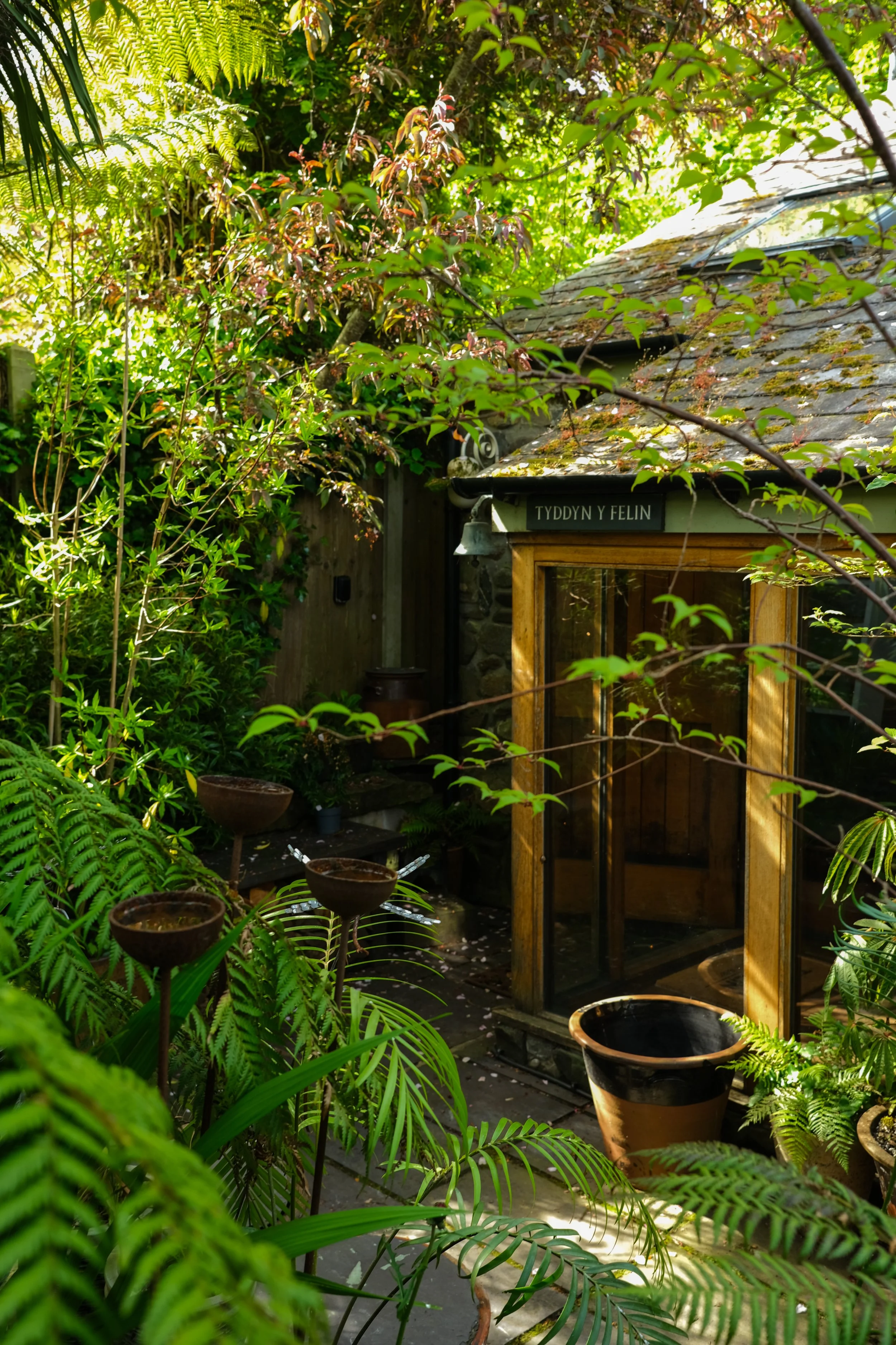 Tree ferns surrounding the entrance to Welsh air bnb