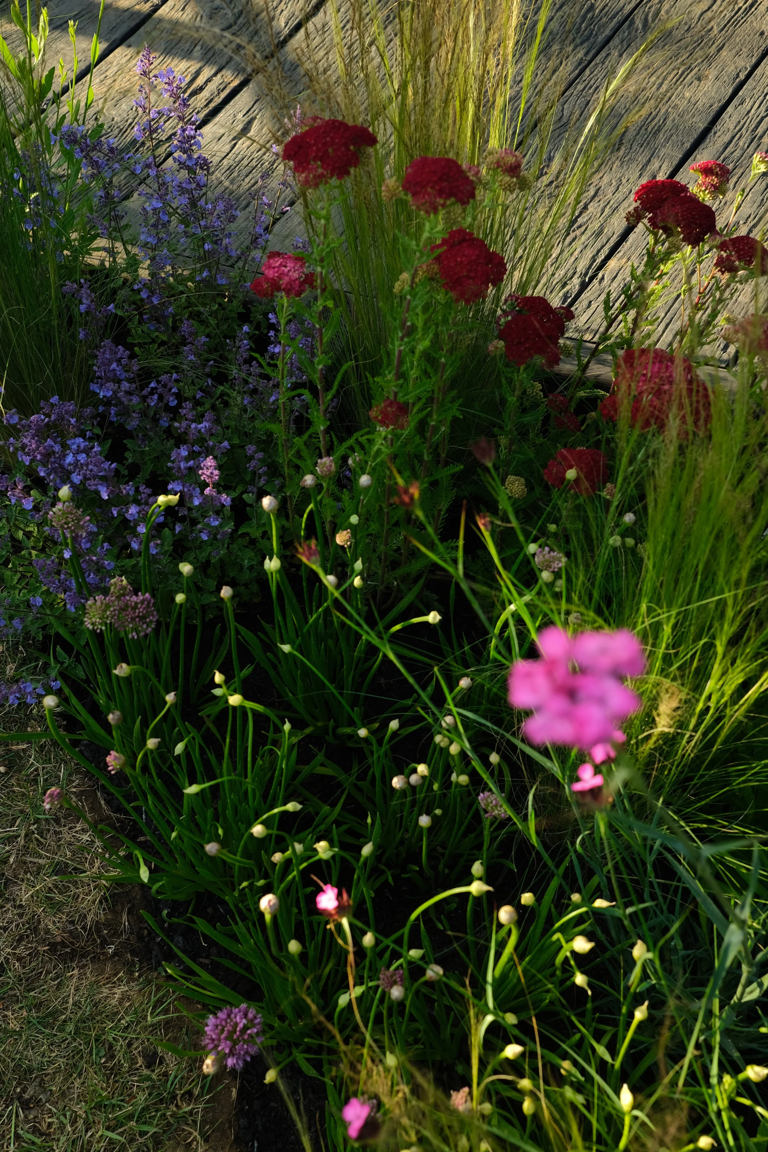 pink, purple and red flowers in the shade