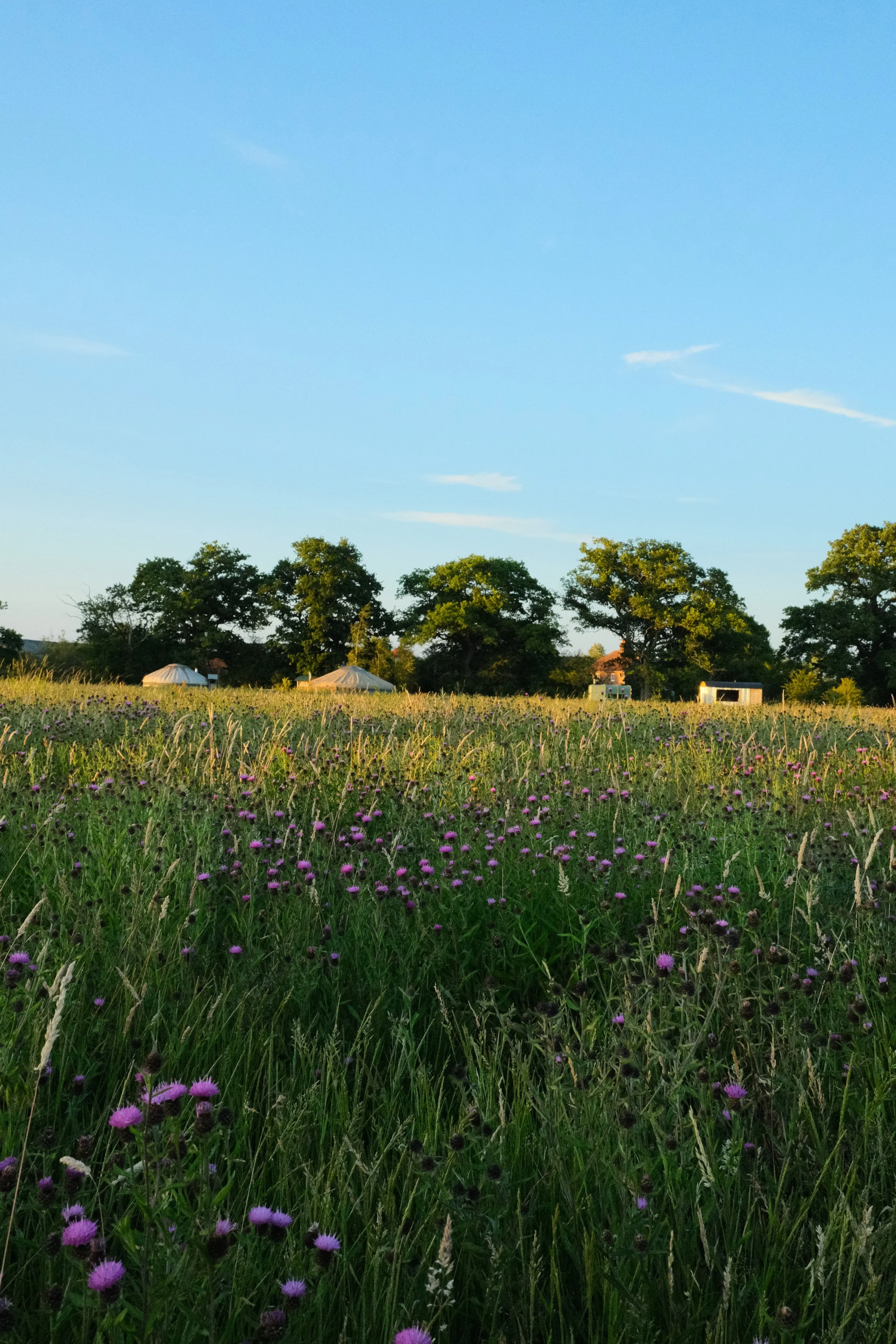 Wildflower meadows in the sun at Knepp Rewilding estate