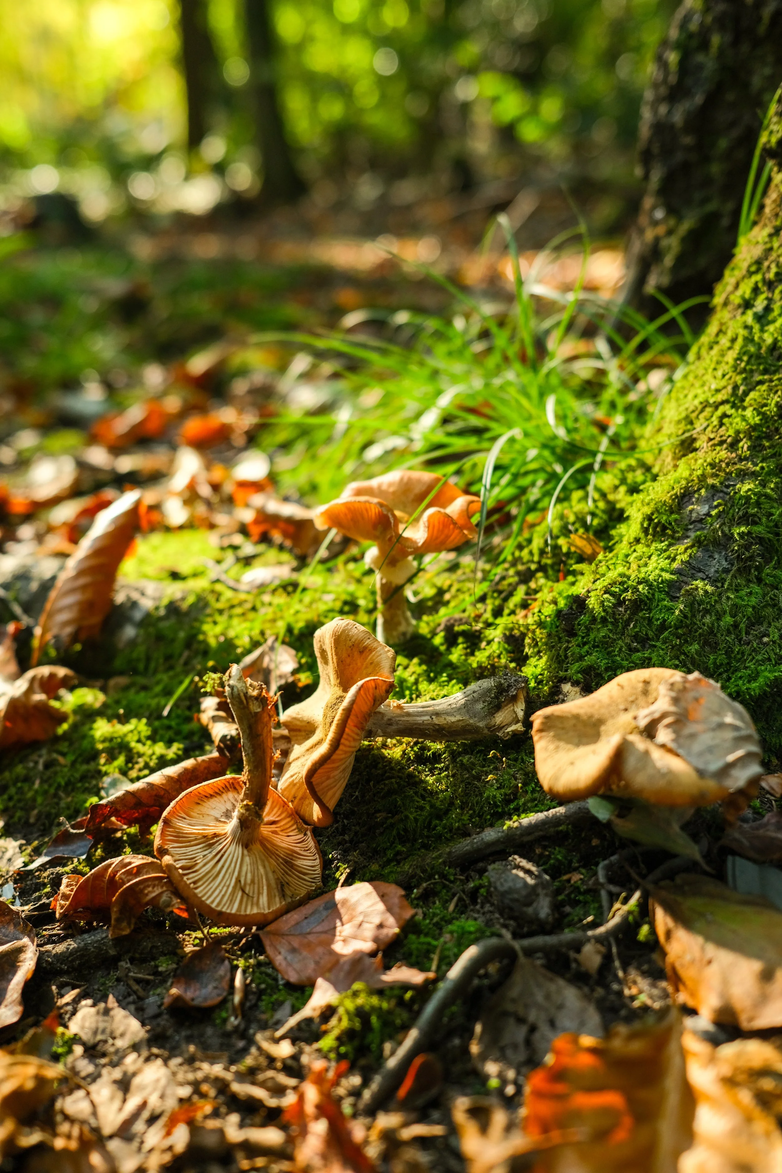 Mushrooms, moss and autumn colour in the countryside
