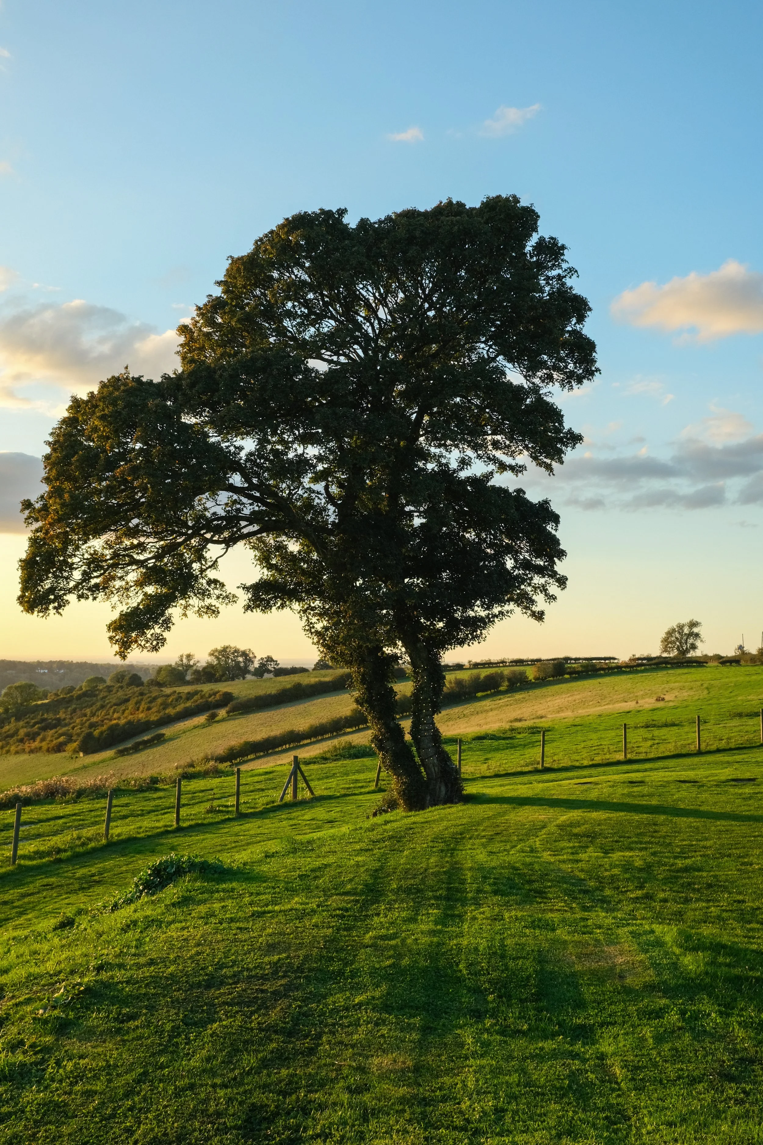 A very green tree and lawn against a blue sky 
