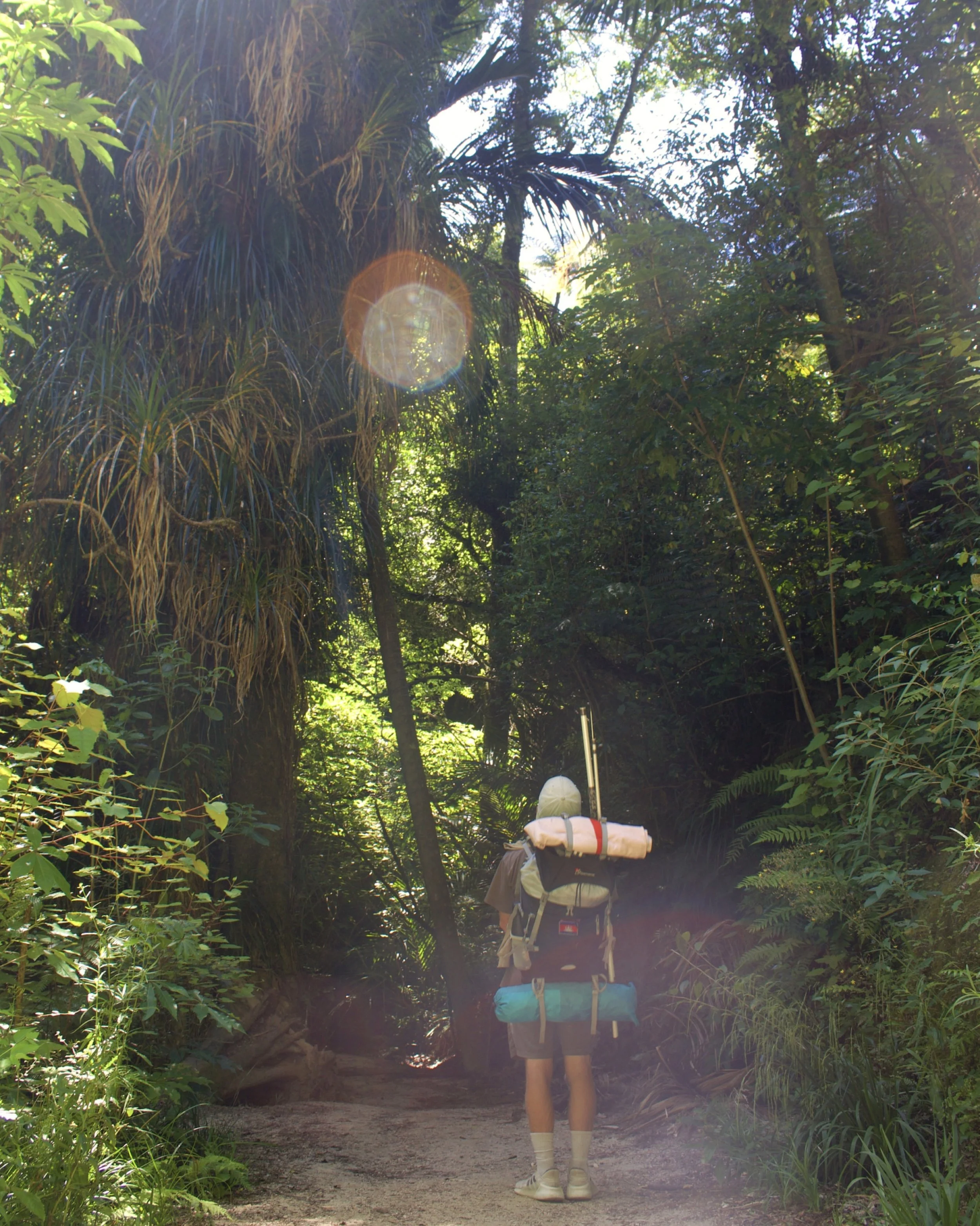 A male hiker in New Zealand carrying a big backpack and passing a giant tree where the camera captured sun flares