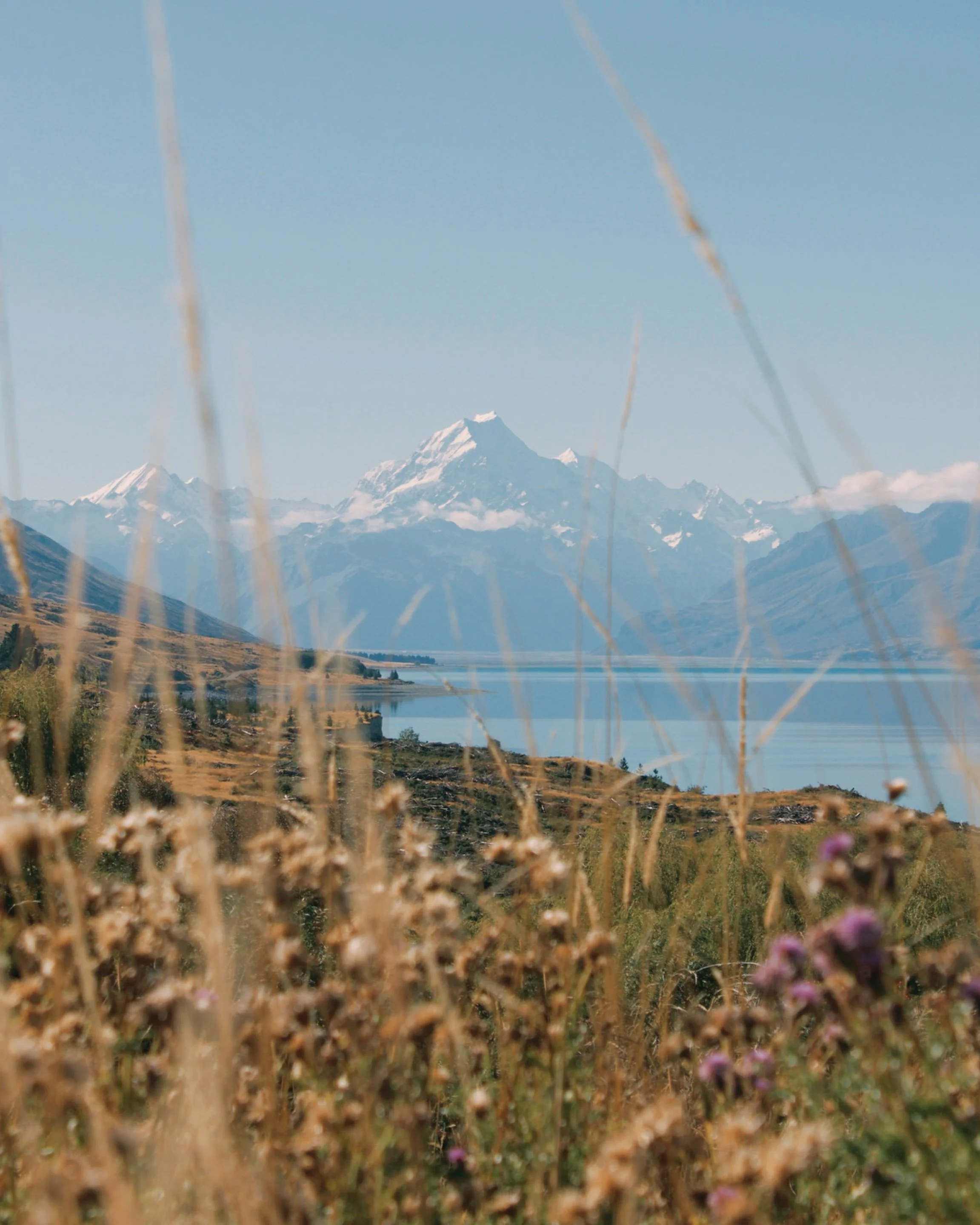 Mount Cook in New Zealand  with wildflowers and blue sky