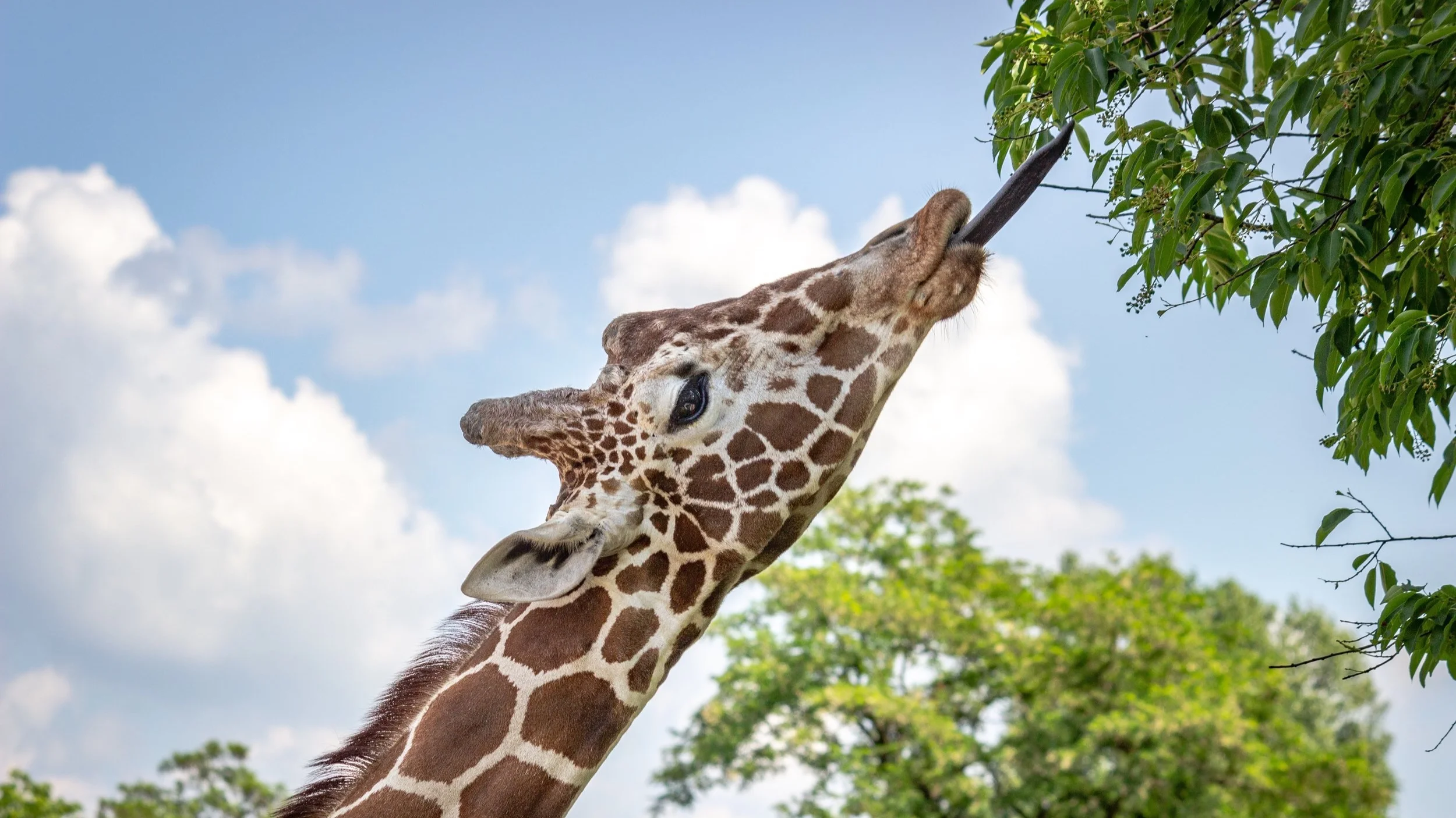 %3Ca+style%3D%22background-color%3Ablack%3Bcolor%3Awhite%3Btext-decoration%3Anone%3Bpadding%3A4px+6px%3Bfont-family%3A-apple-system%2C+BlinkMacSystemFont%2C+%26quot%3BSan+Francisco%26quot%3B%2C+%26quot%3BHelvetica+Neue%26quot%3B%2C+Helvetica%2C+Ubun…