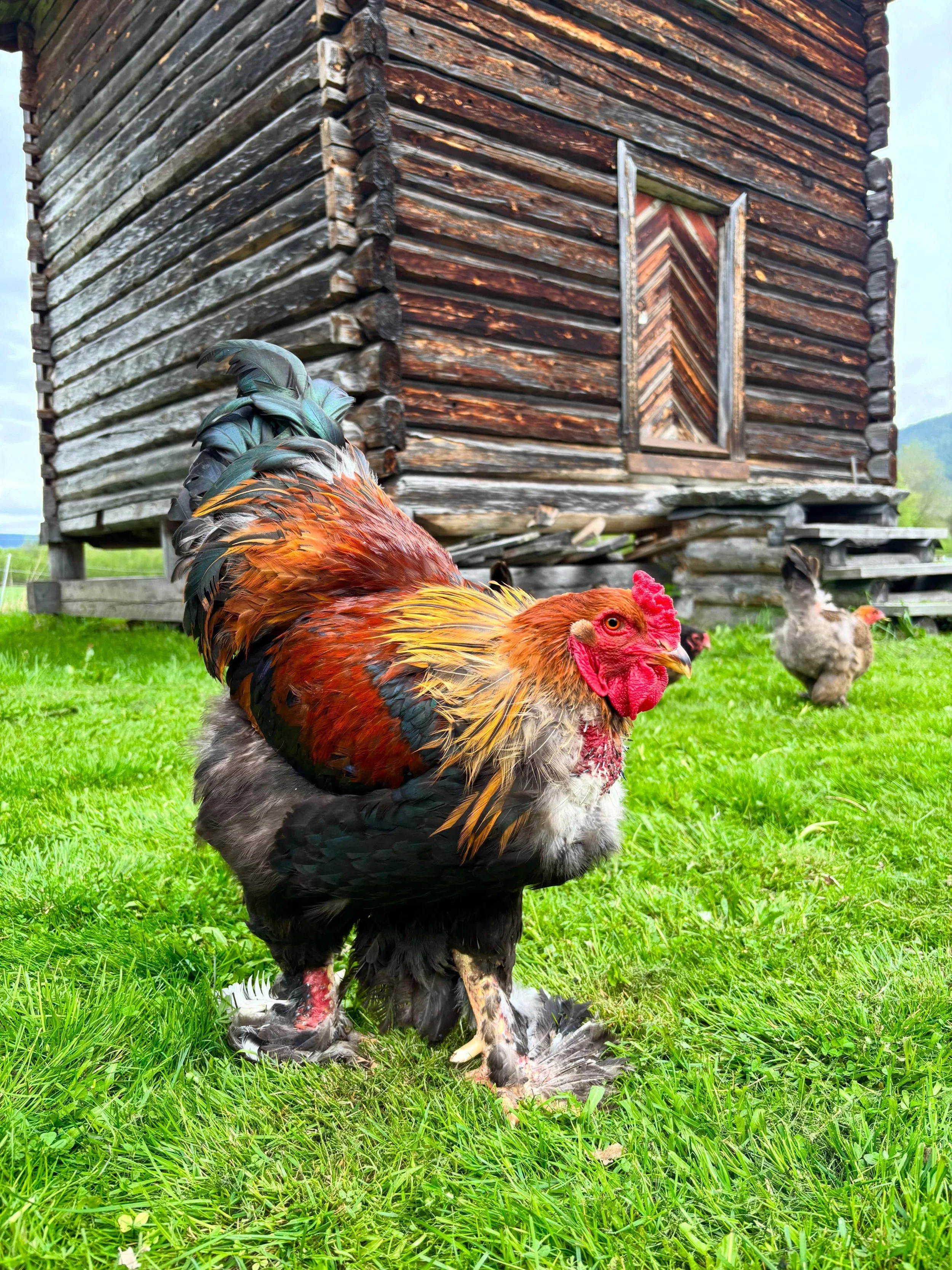 Hane og h&oslash;ner p&aring; vift, og 8 nye kyllinger inne 🐓🌸💛

&bull;
&bull;
&bull;

#norg #sm&aring;bruk #nytnorge #h&oslash;ner #sm&aring;gleder