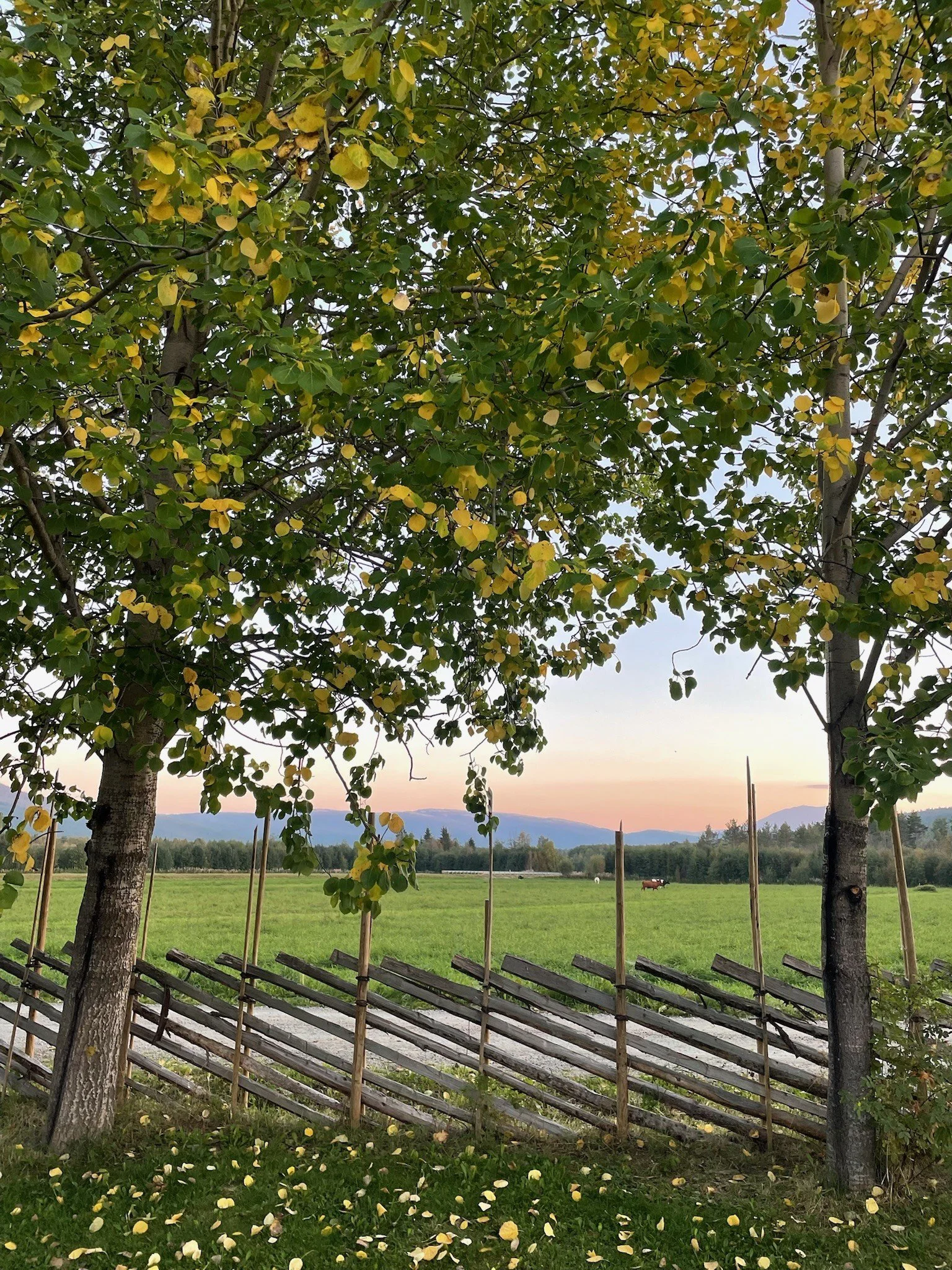 To trær og en jordflekk foran en grønn eng med fjell i bakgrunnen ved solnedgang.