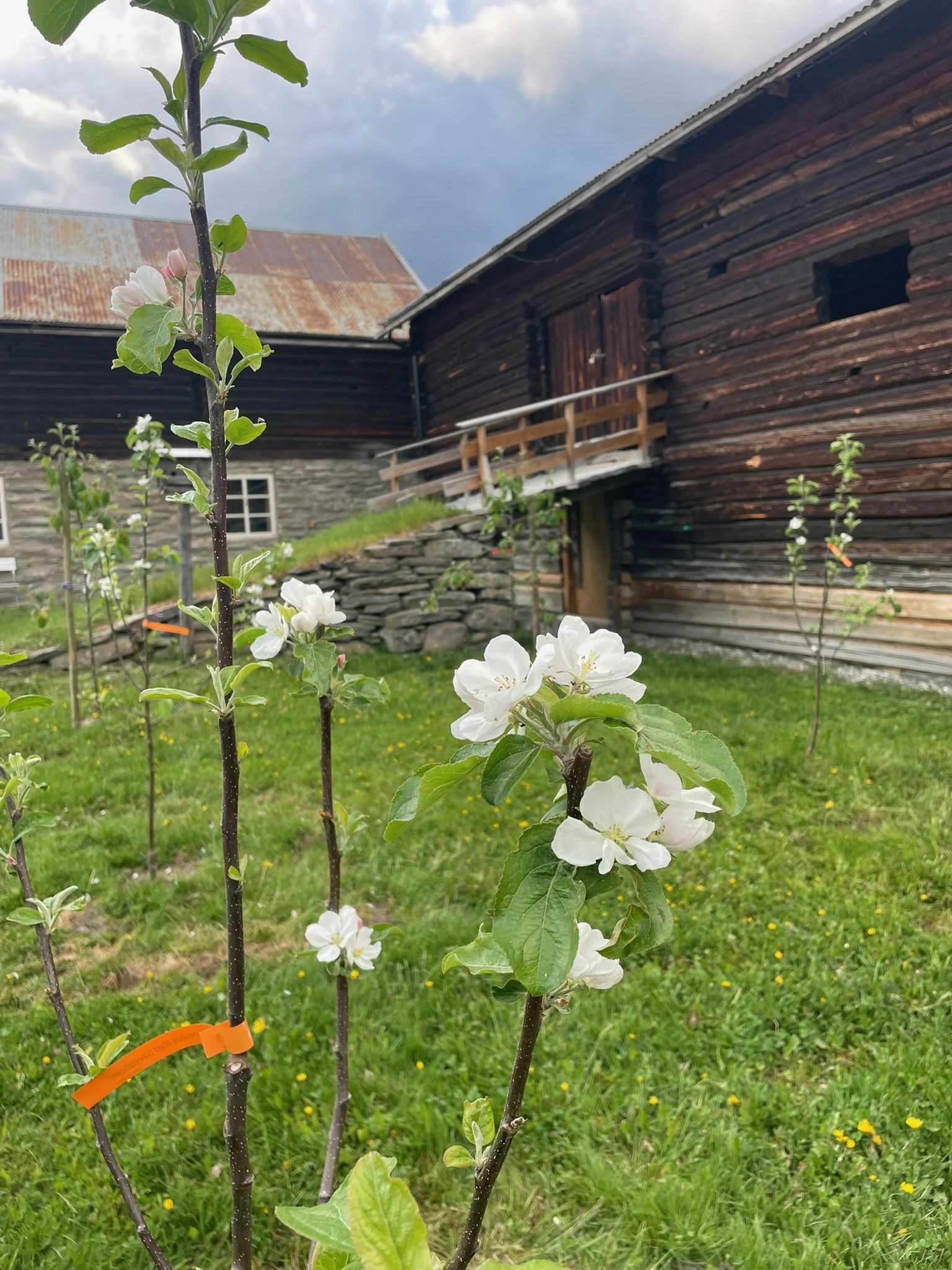 En blomstrende tre med hvite blomster foran gamle bygninger, med grøn plen og noen andre unge trær i bakgrunnen.