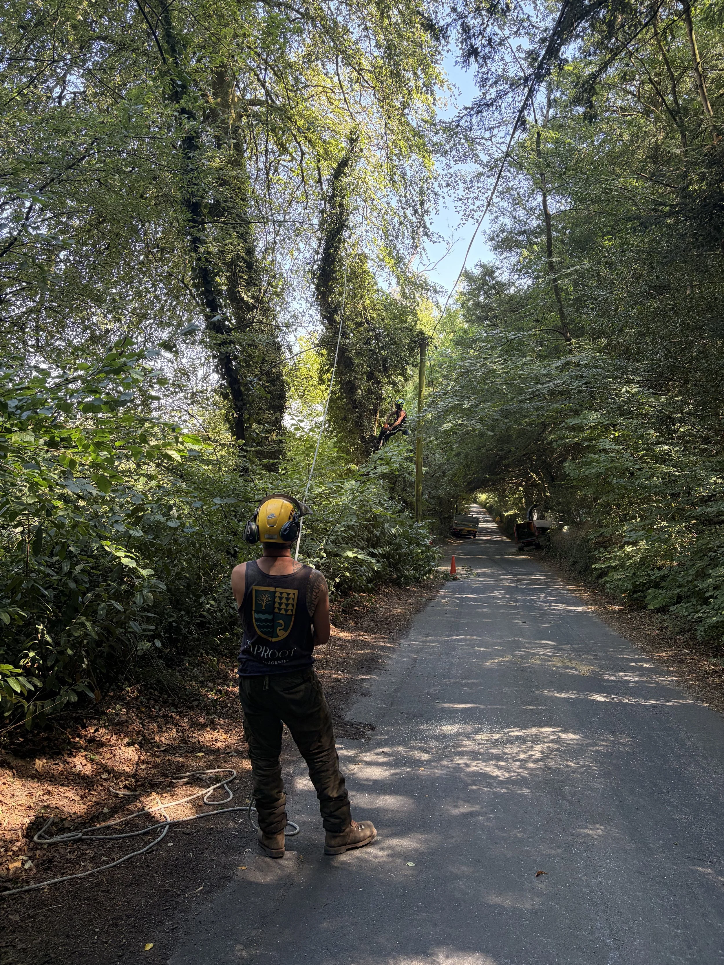 Worker standing on a paved road in a wooded area, looking up at another worker suspended on a cable in the trees, wearing a safety helmet and harness.