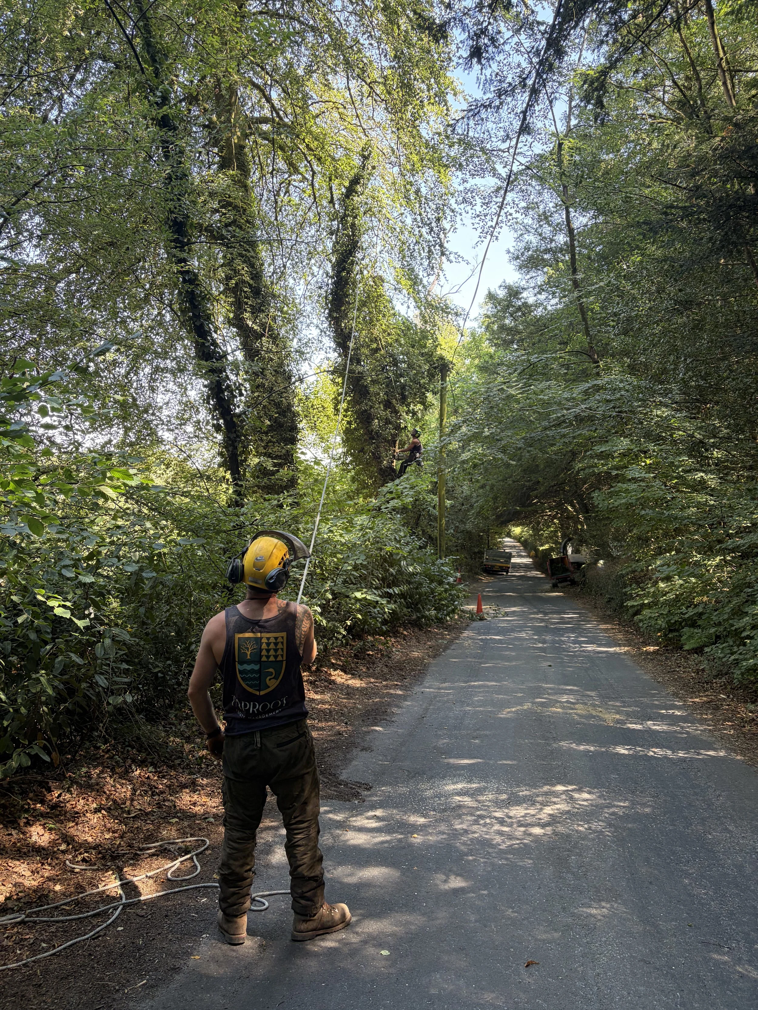 Tree & Hedge Care