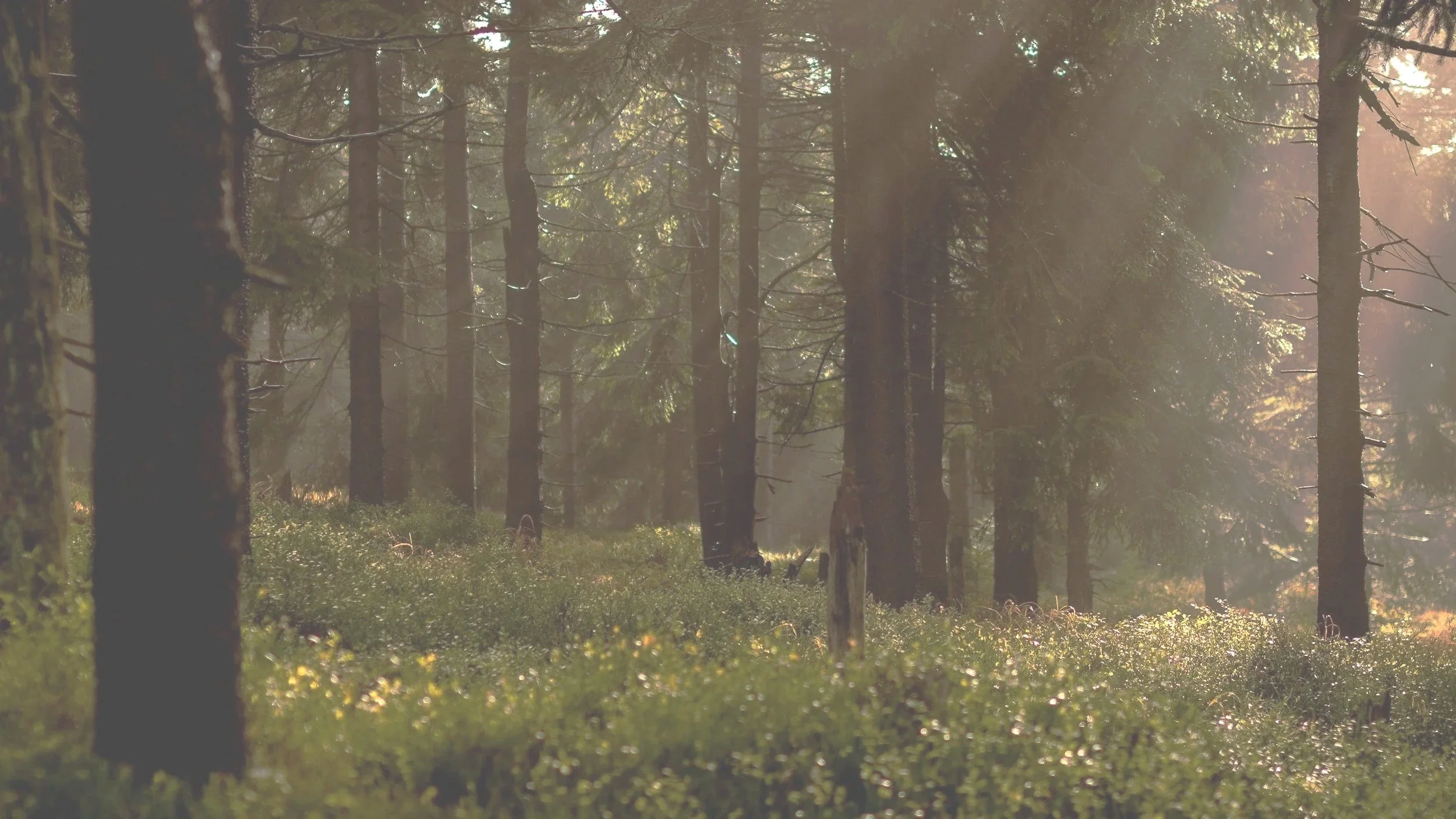 Sunlight filters through tall evergreen trees in a dense forest, illuminating moss and plants on the forest floor.