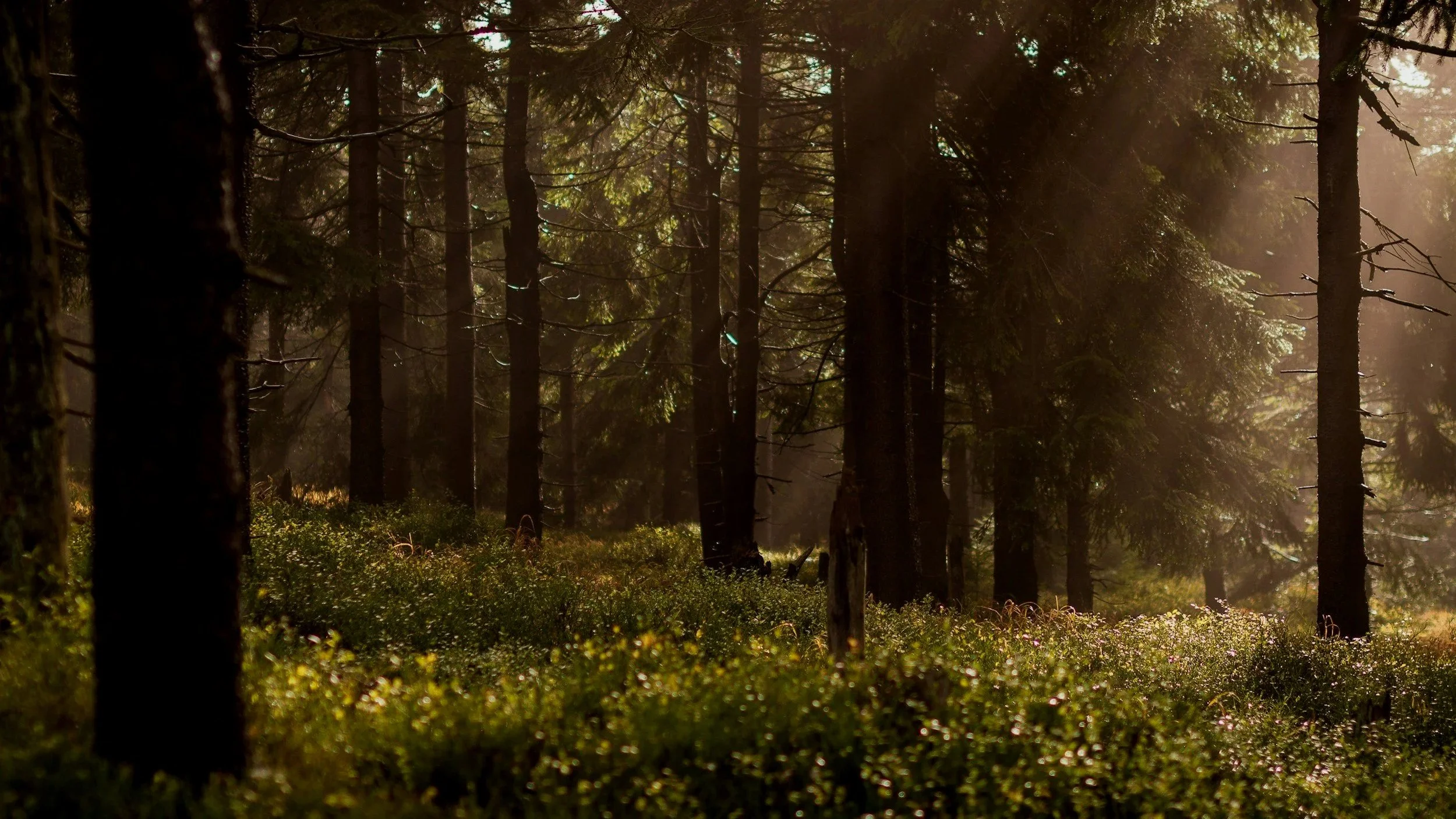 Sunlight filters through tall evergreen trees in a dense forest, illuminating moss and plants on the forest floor.