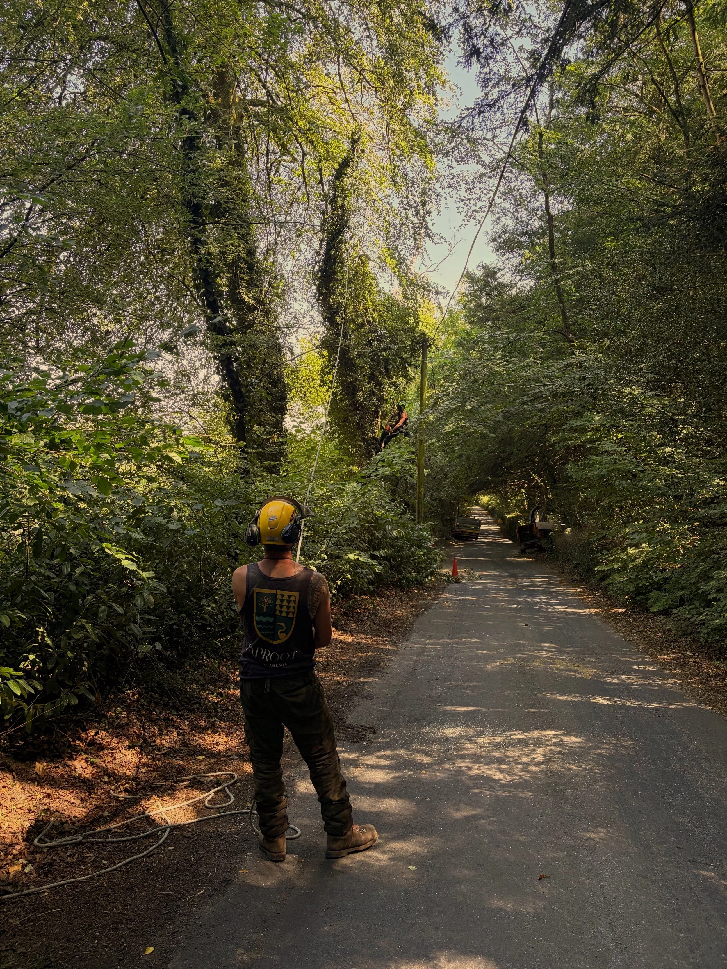 Worker standing on a paved road in a wooded area, looking up at another worker suspended on a cable in the trees, wearing a safety helmet and harness.