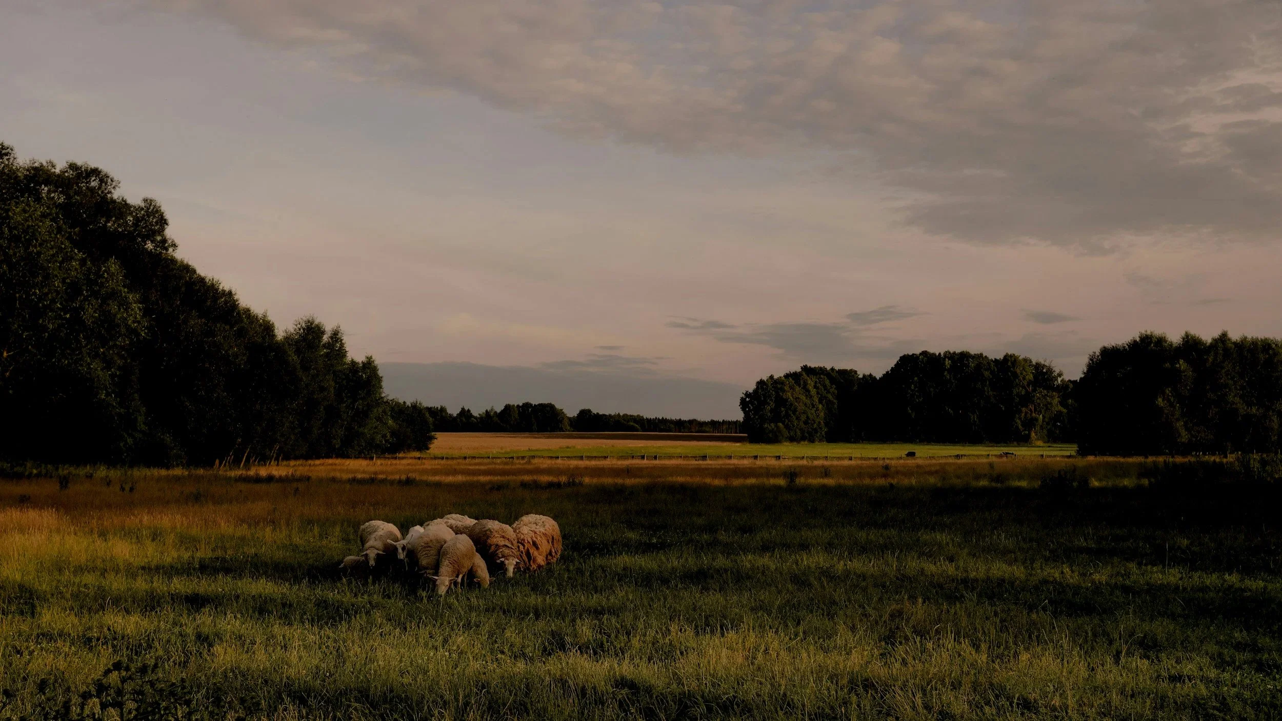 A flock of sheep grazing in a grassy field with trees in the background and a cloudy sky overhead.