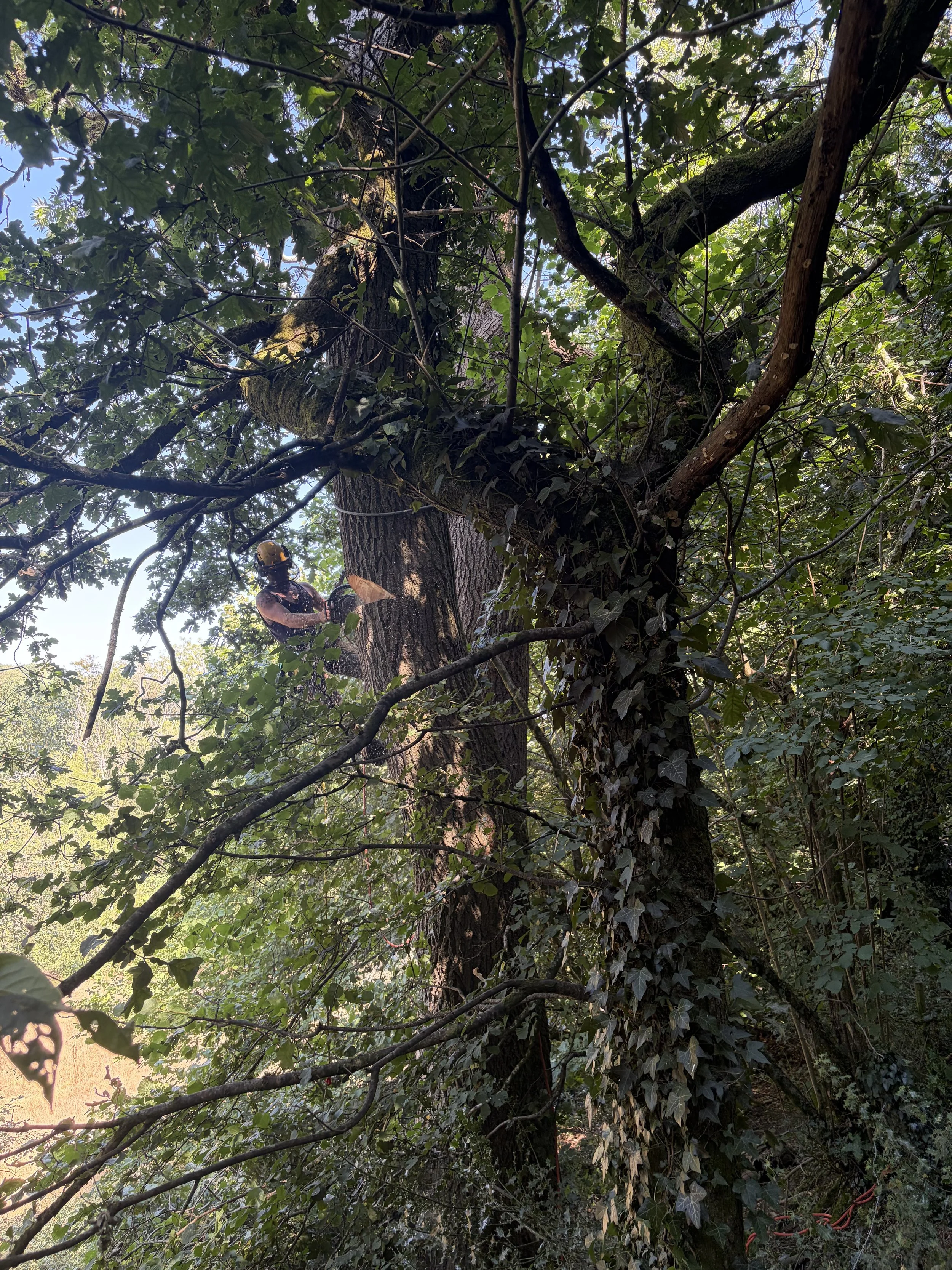 A person dressed in safety gear climbing a large tree surrounded by green leaves and branches.