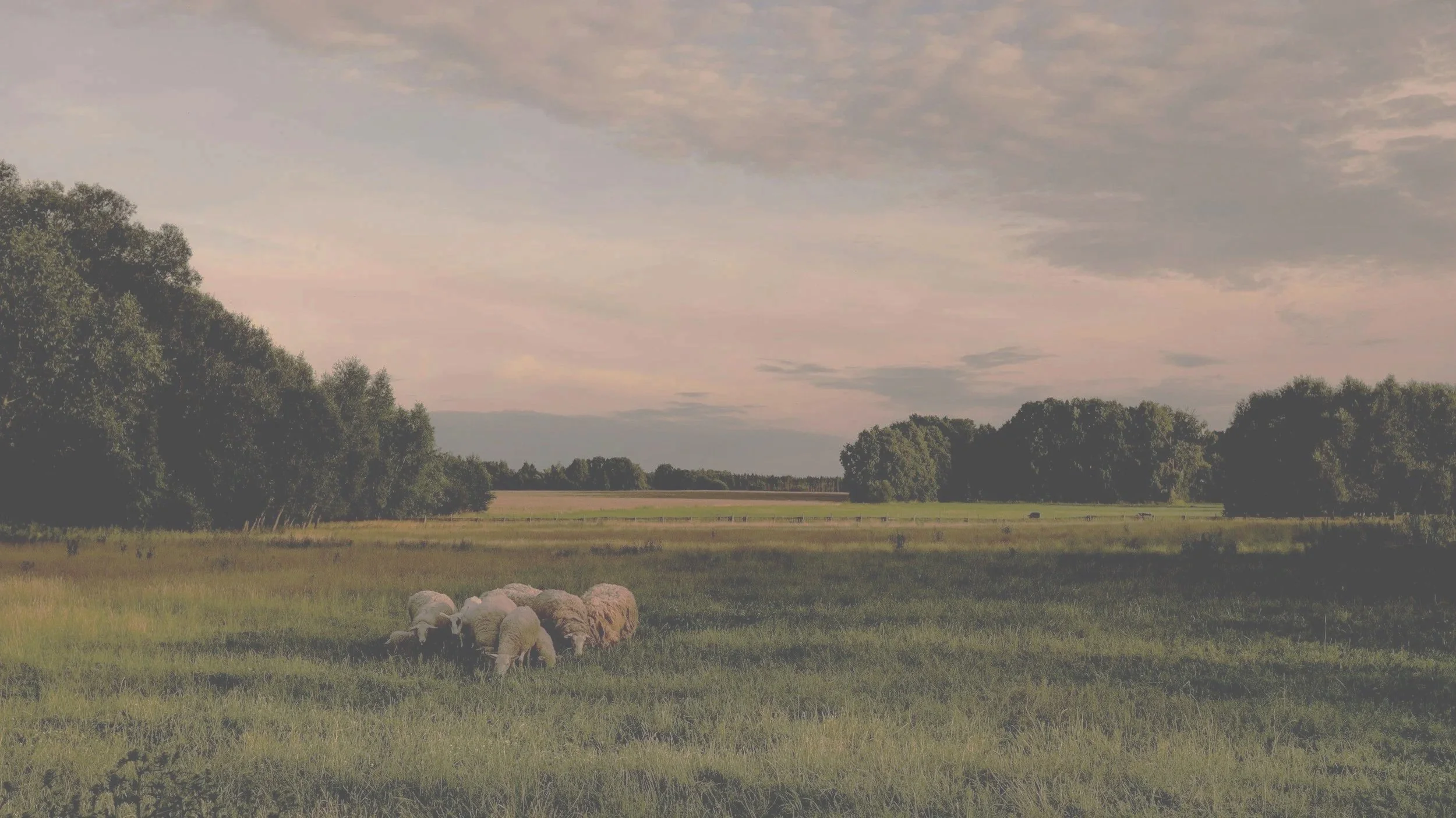 A flock of sheep grazing in a grassy field with trees in the background and a cloudy sky overhead.