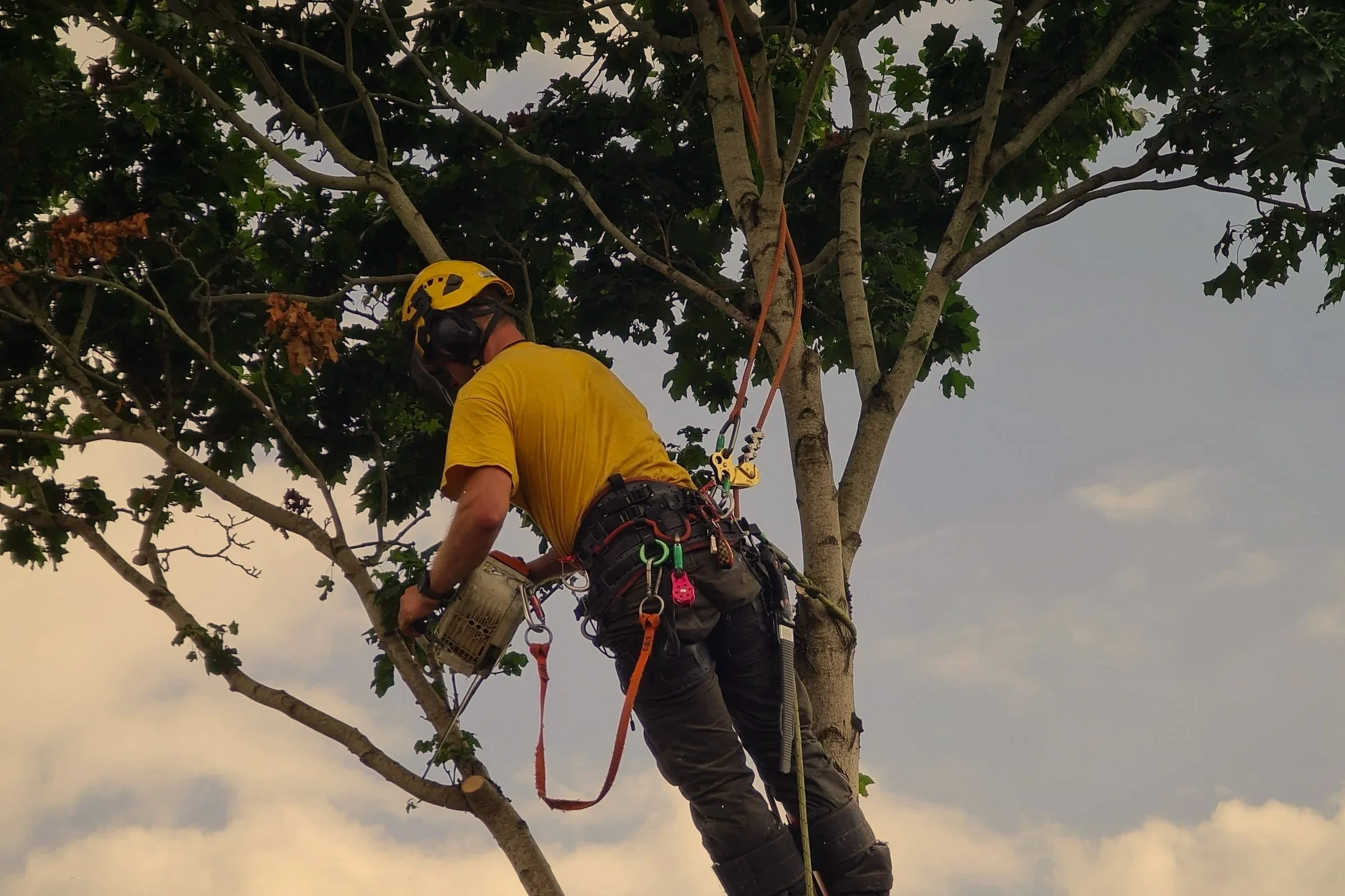 A person wearing a yellow shirt, climbing a tree with safety gear, helmet, and harness, among branches and leaves, against a blue sky background.