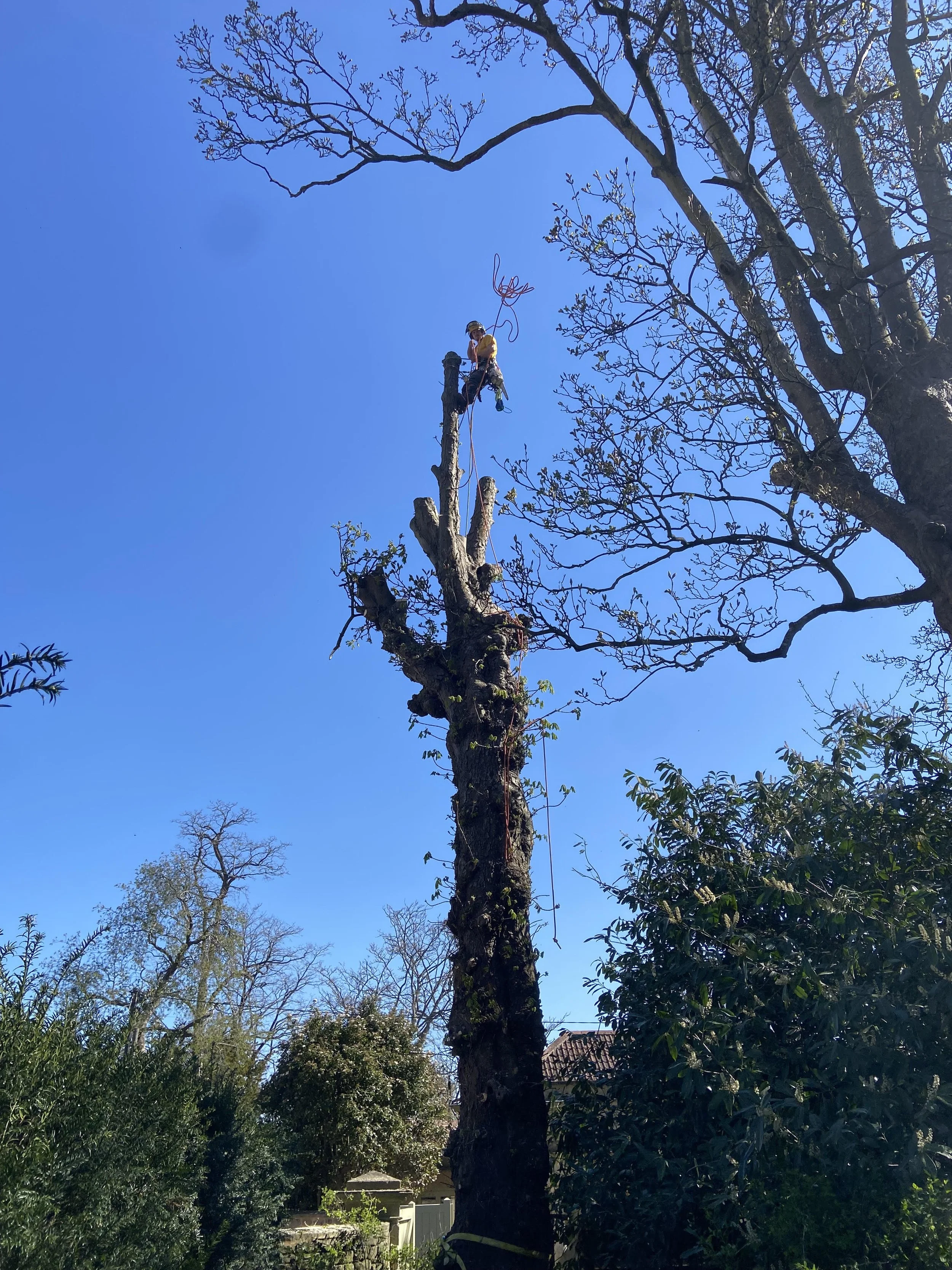 Treework picture.jpg